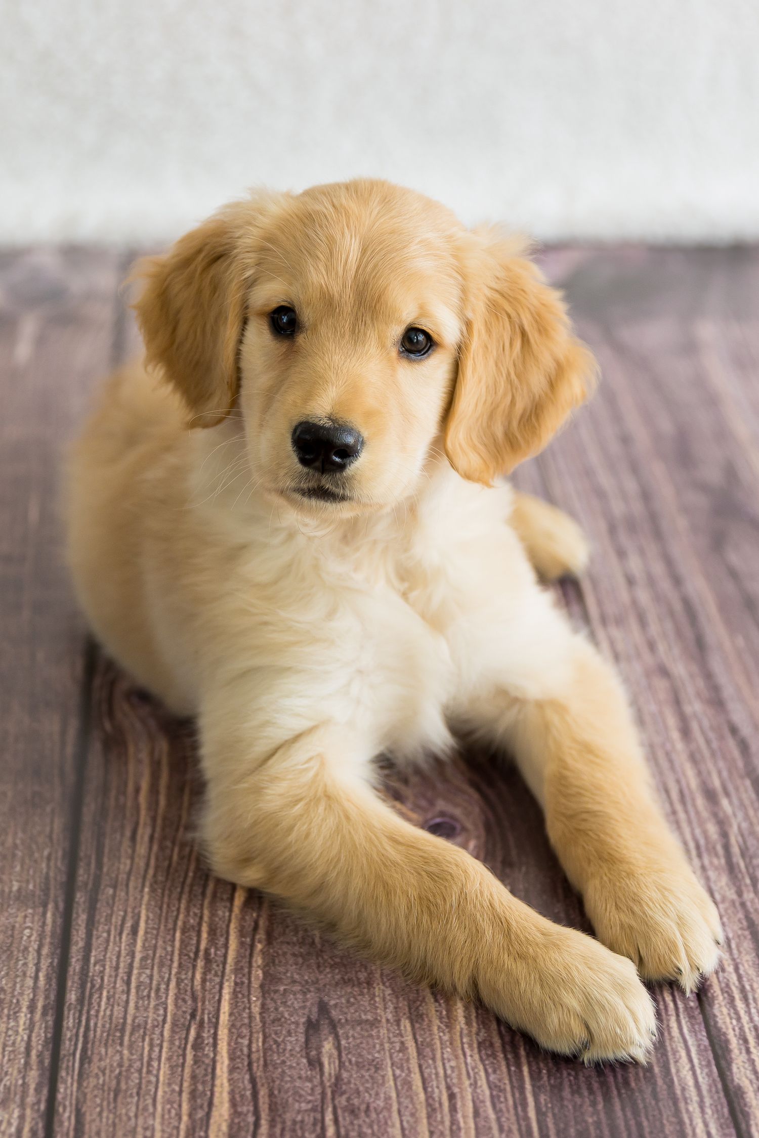 Adorable golden retriever puppy lying on hardwood floor with soft cream fur and expressive eyes.