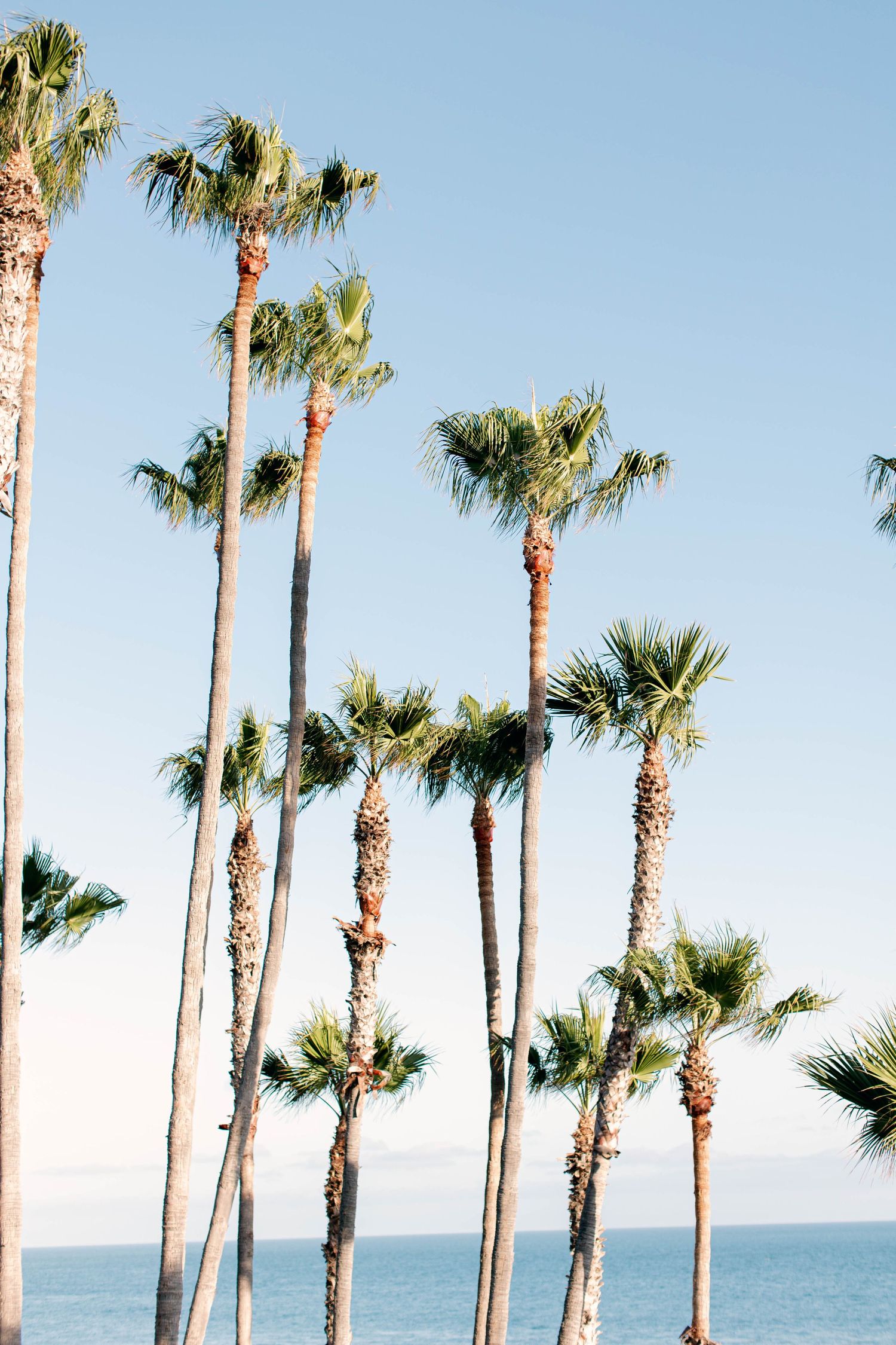 Tall palm trees line the oceanfront against a bright blue sky in Malibu.