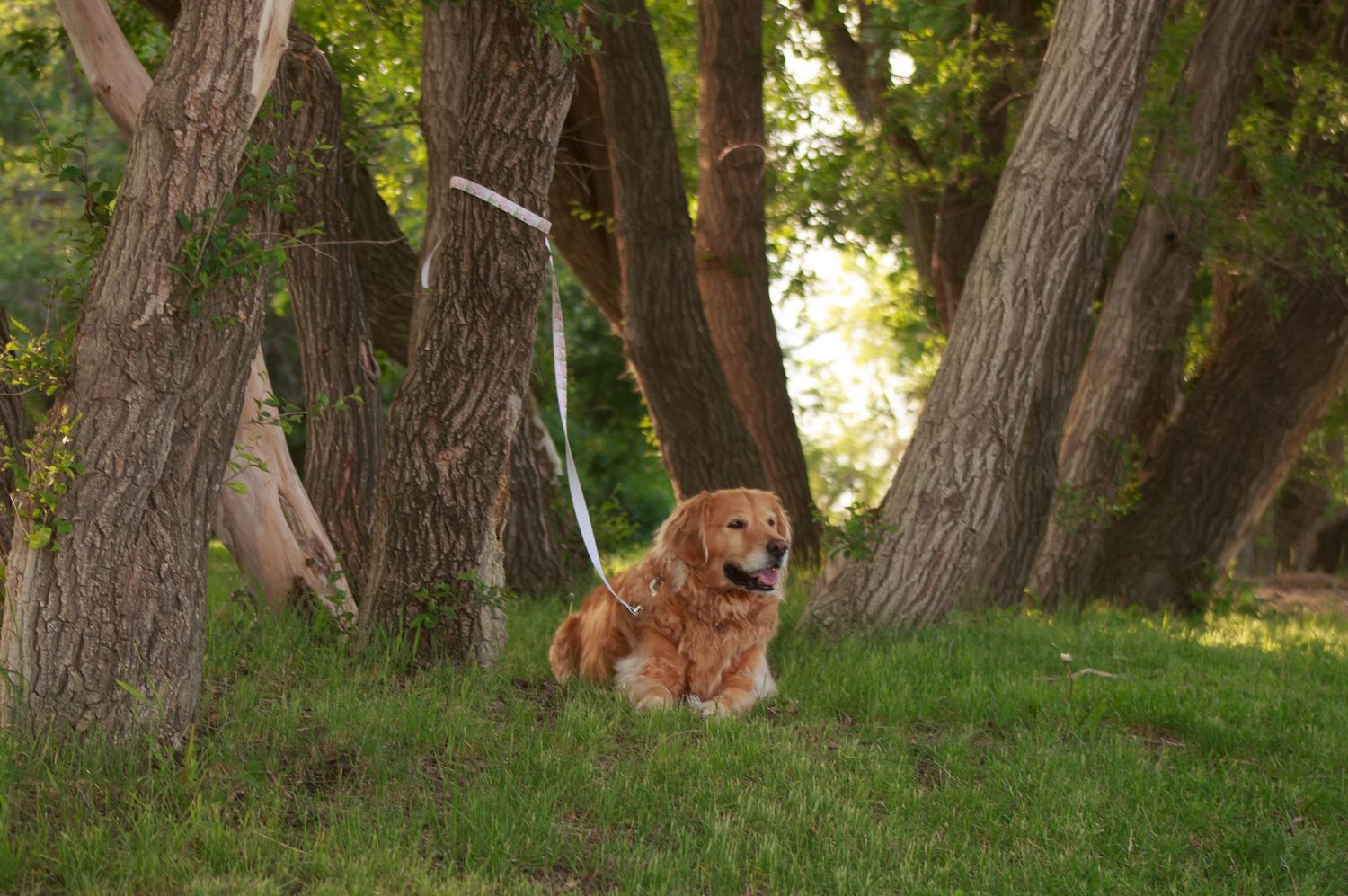 Golden retriever dog poses playfully between large trees in a grassy outdoor setting.