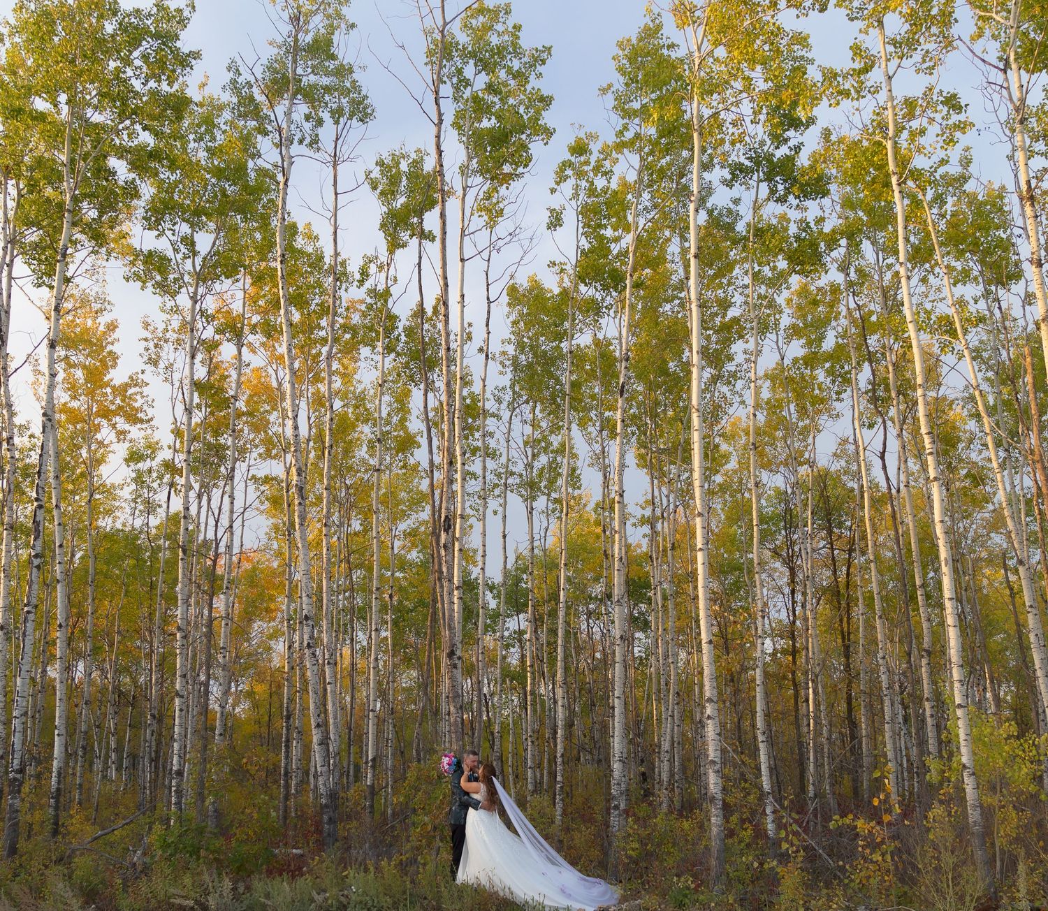 Scenic birch forest landscape with golden sunlight filtering through tall white trees.