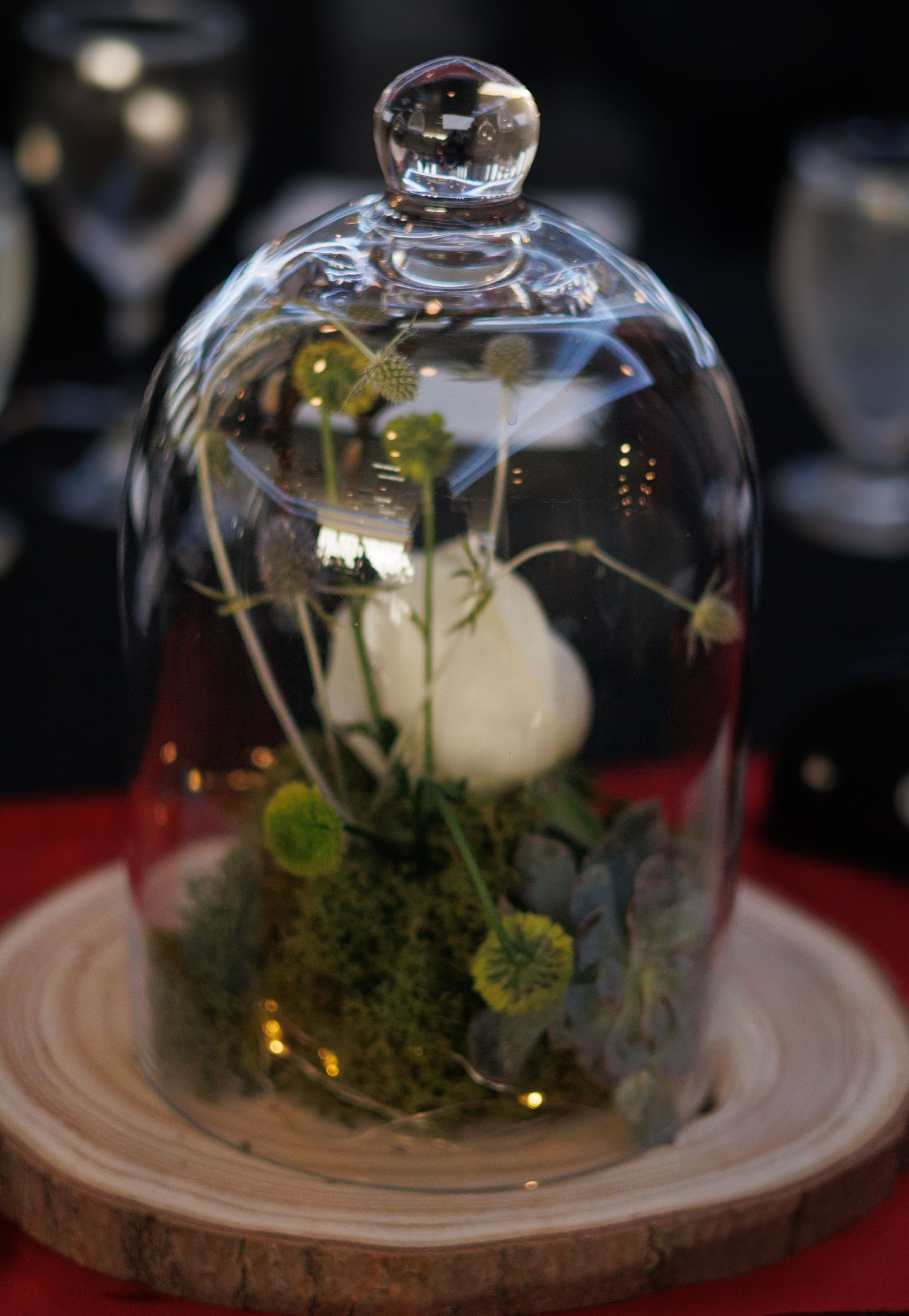 Delicate terrarium under glass cloche with moss and small flowers.