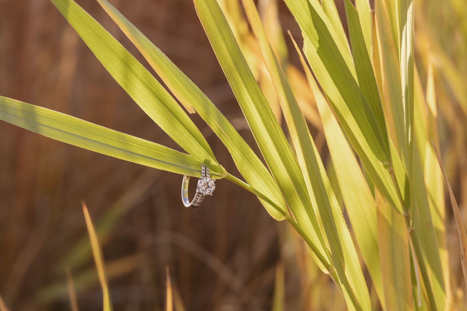 Close-up of sunlit yellow grass blades against blurred background.