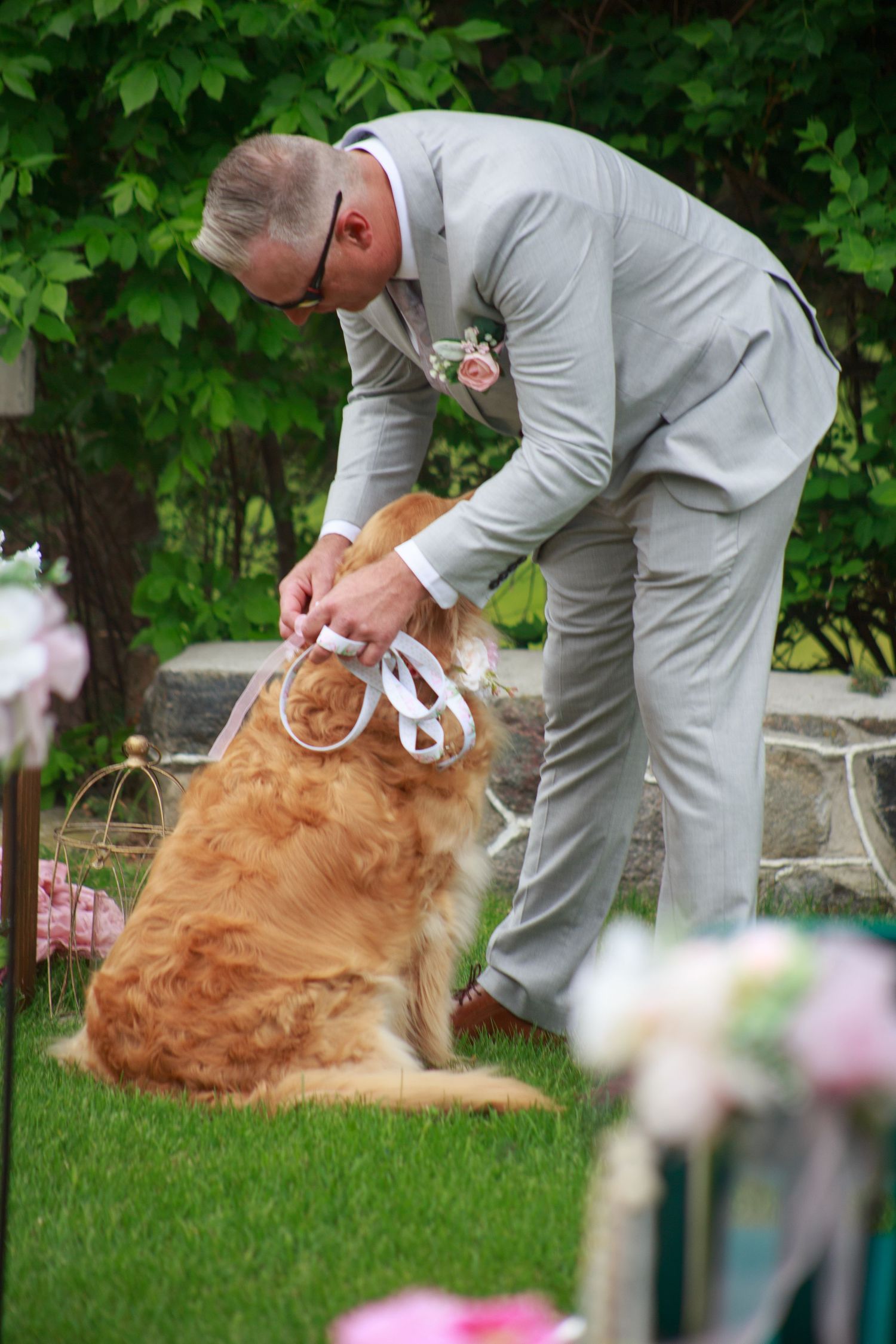 Golden retriever dog being dressed in wedding attire on green lawn.
