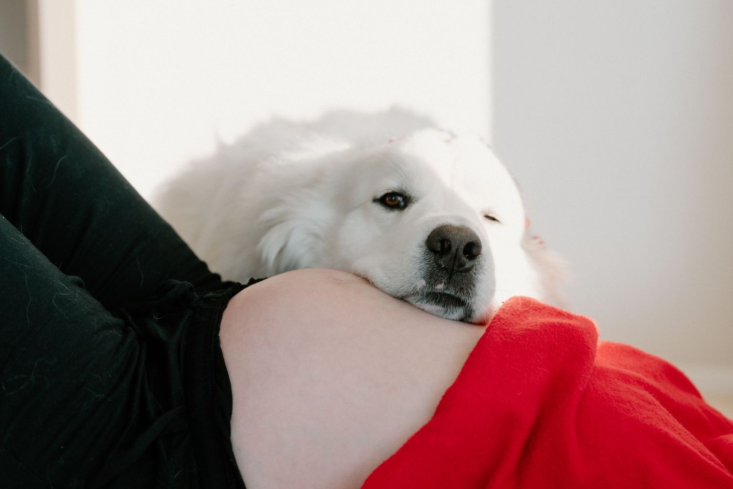 A fluffy white Great Pyrenees dog resting its head on a pregnant woman's belly wearing a red shirt.