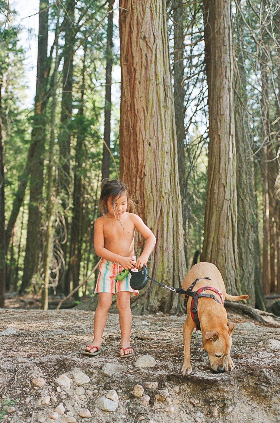 Kid playing with a brown dog along a dirt path in a redwood forest.