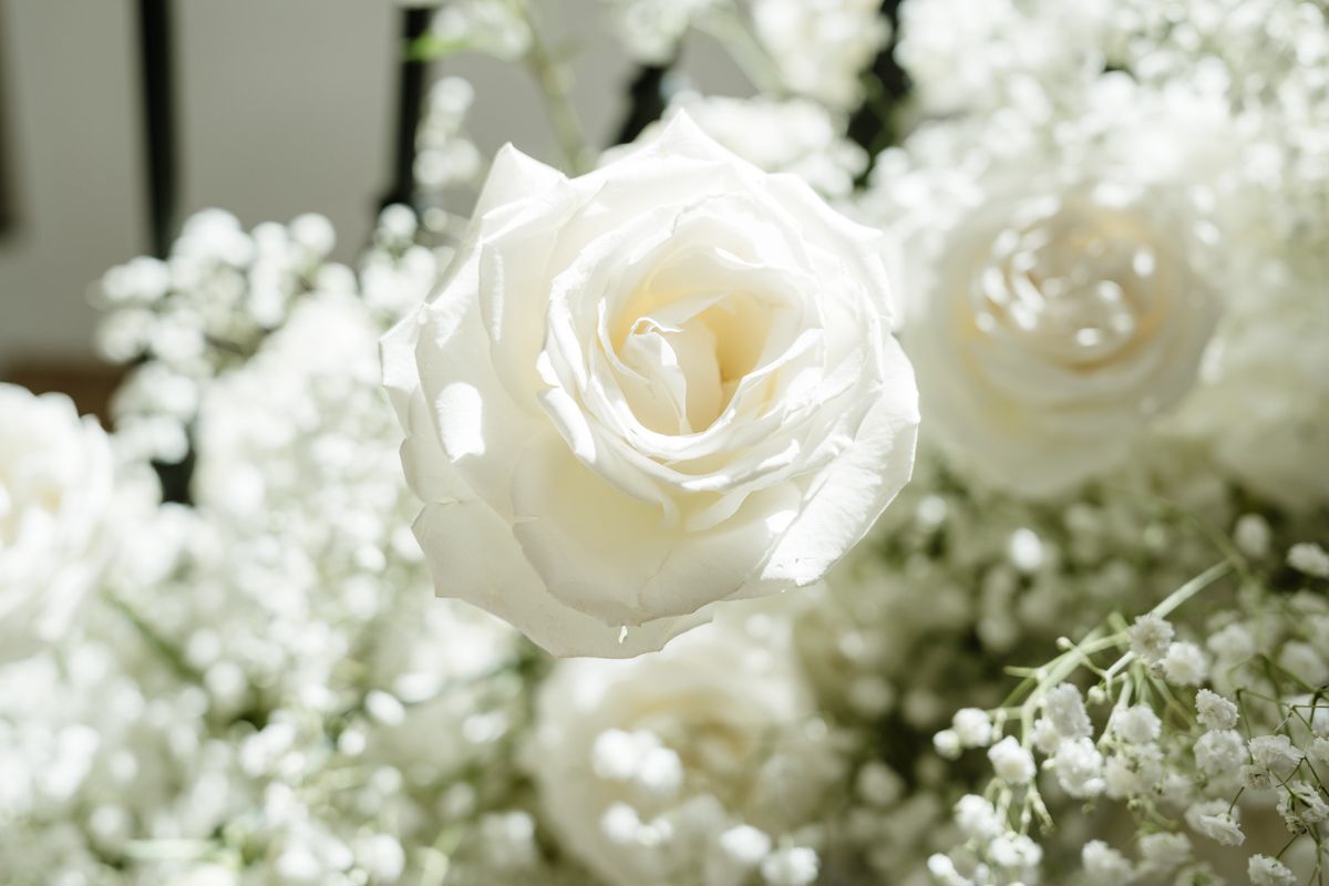 Close-up of white rose with soft baby's breath flowers in background.