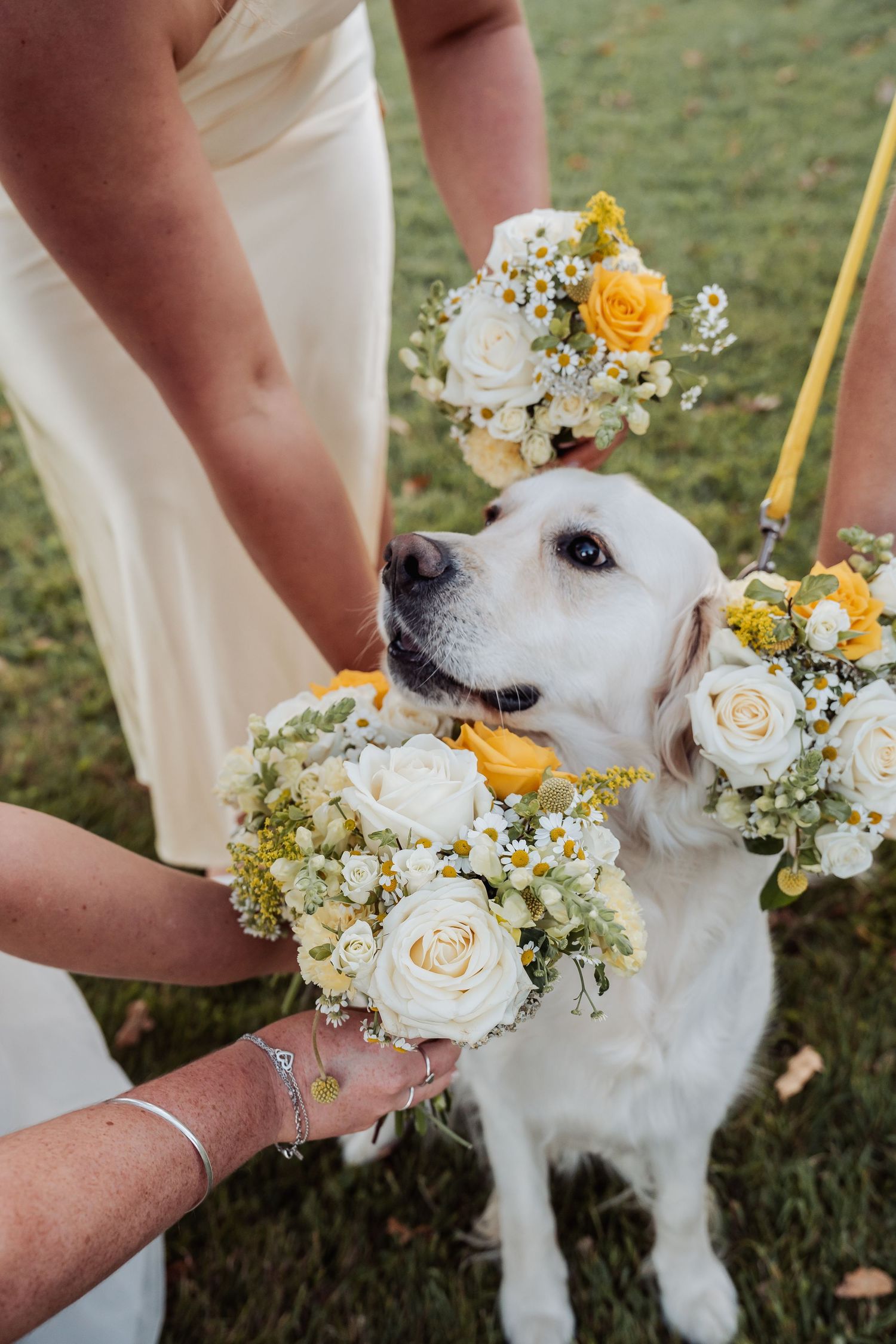 Golden retriever wearing floral wreath collar surrounded by yellow and white wedding bouquets.