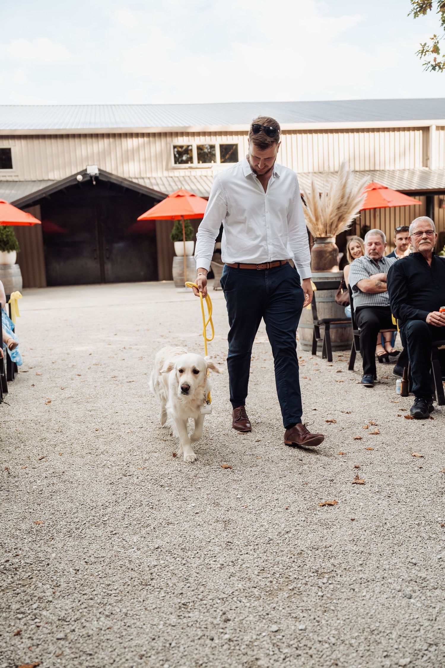 Man in white shirt walks white golden retriever dog down outdoor wedding aisle on gravel path.