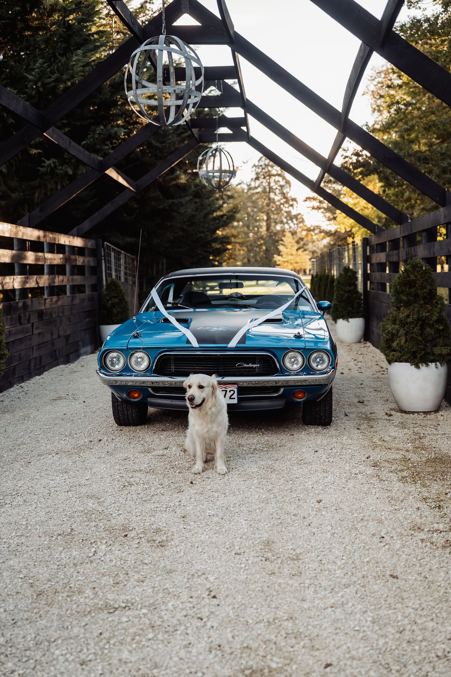 Classic blue Dodge Challenger wedding car decorated with white ribbon beside a white dog.
