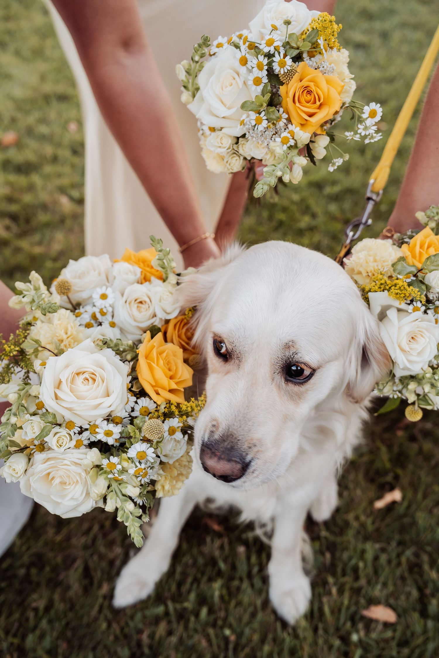 White golden retriever dog adorned with yellow and white rose floral collar at wedding.