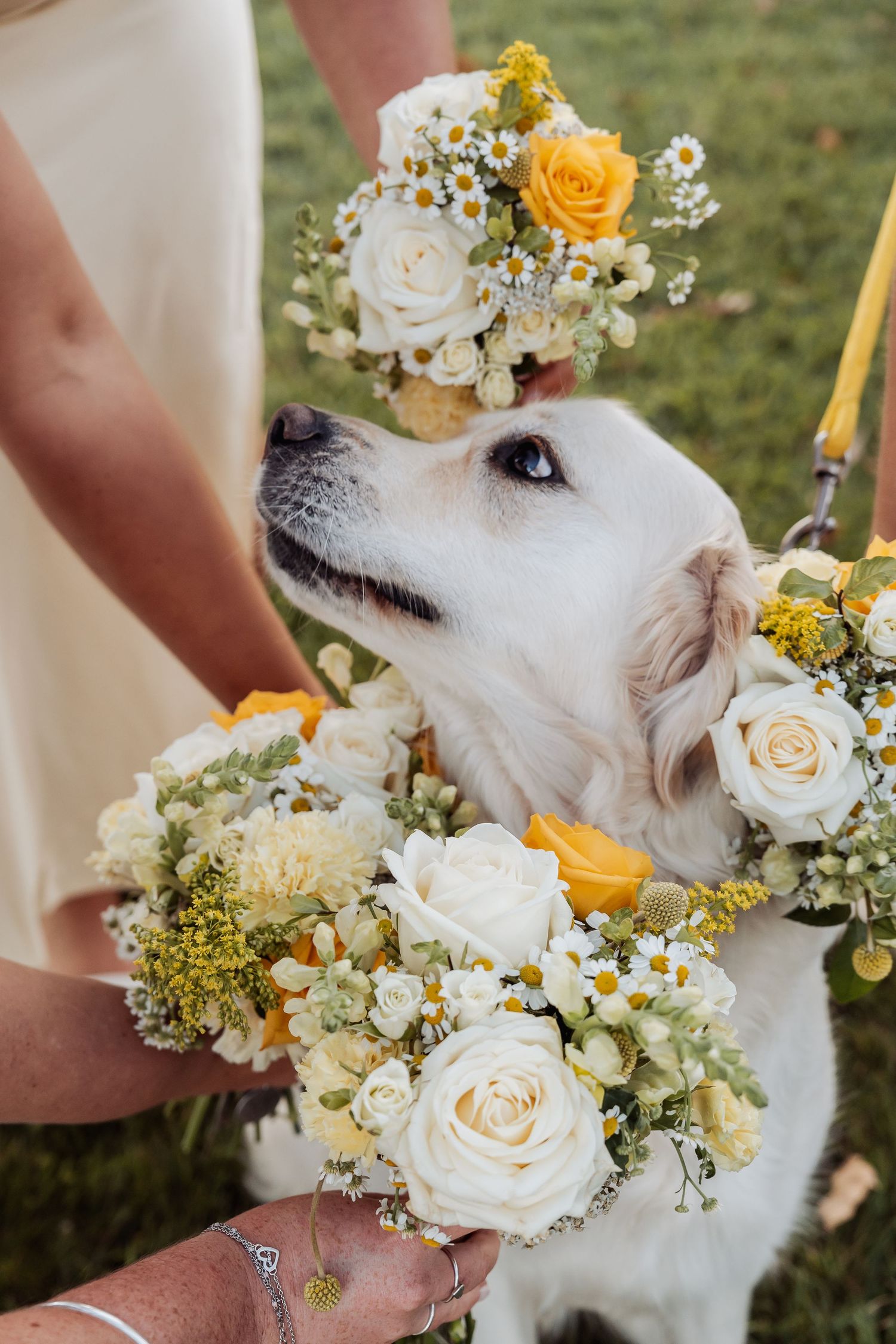 White golden retriever dog wears a floral crown and poses near yellow and white rose wedding bouquets.