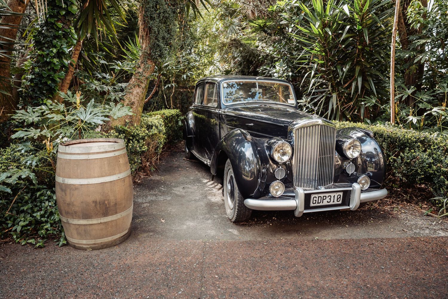 Vintage classic cars parked along a garden pathway with wooden barrels and greenery.