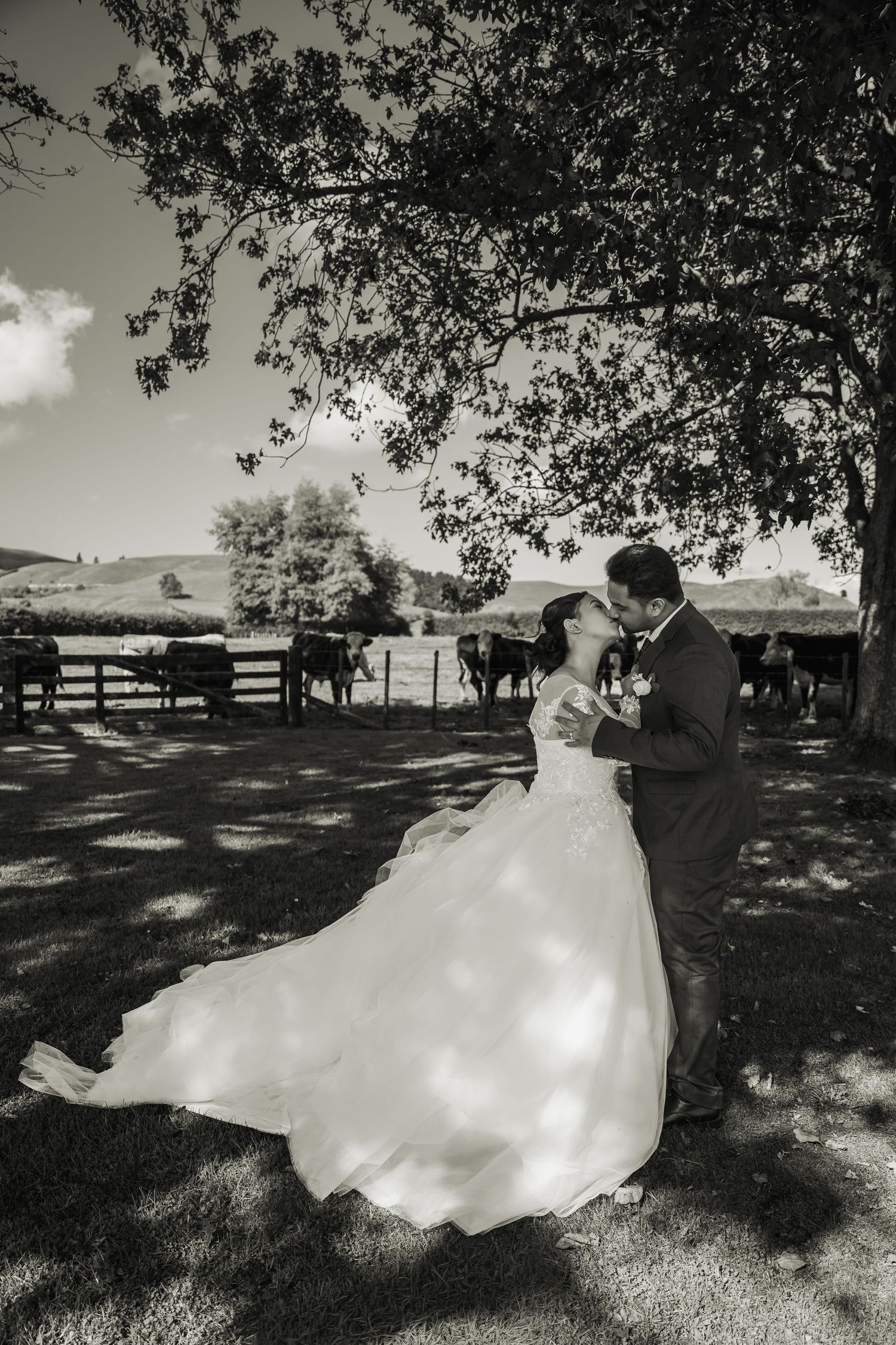 Black and white photo of bride and groom embracing under a tree with cattle grazing in background.