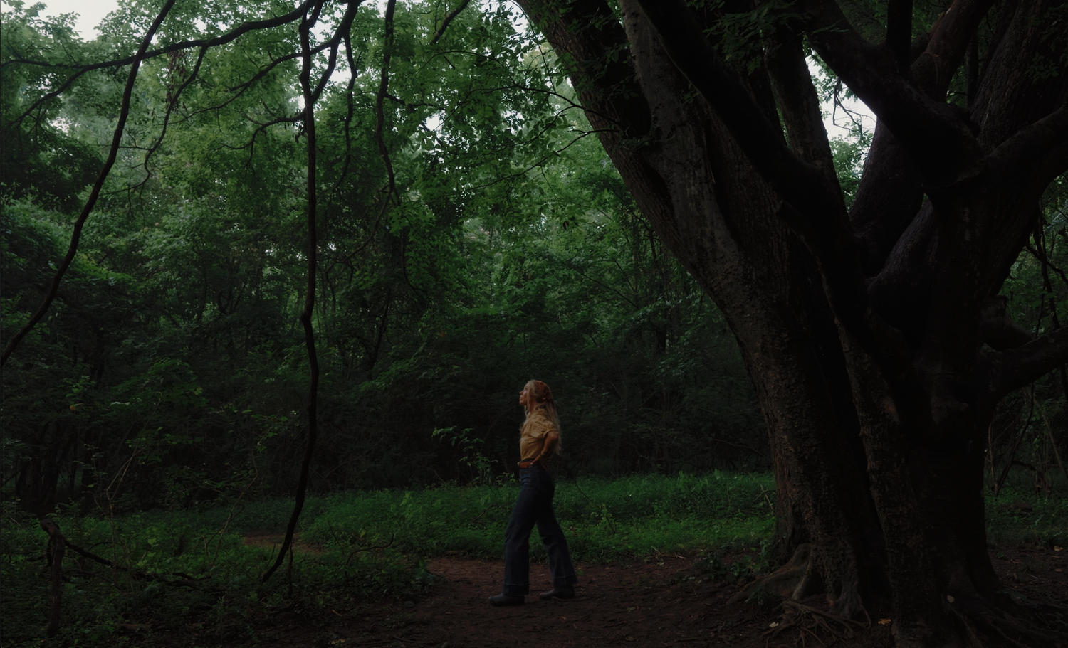 A dark wooded forest path with dense trees and foliage creating a moody, atmospheric scene.
