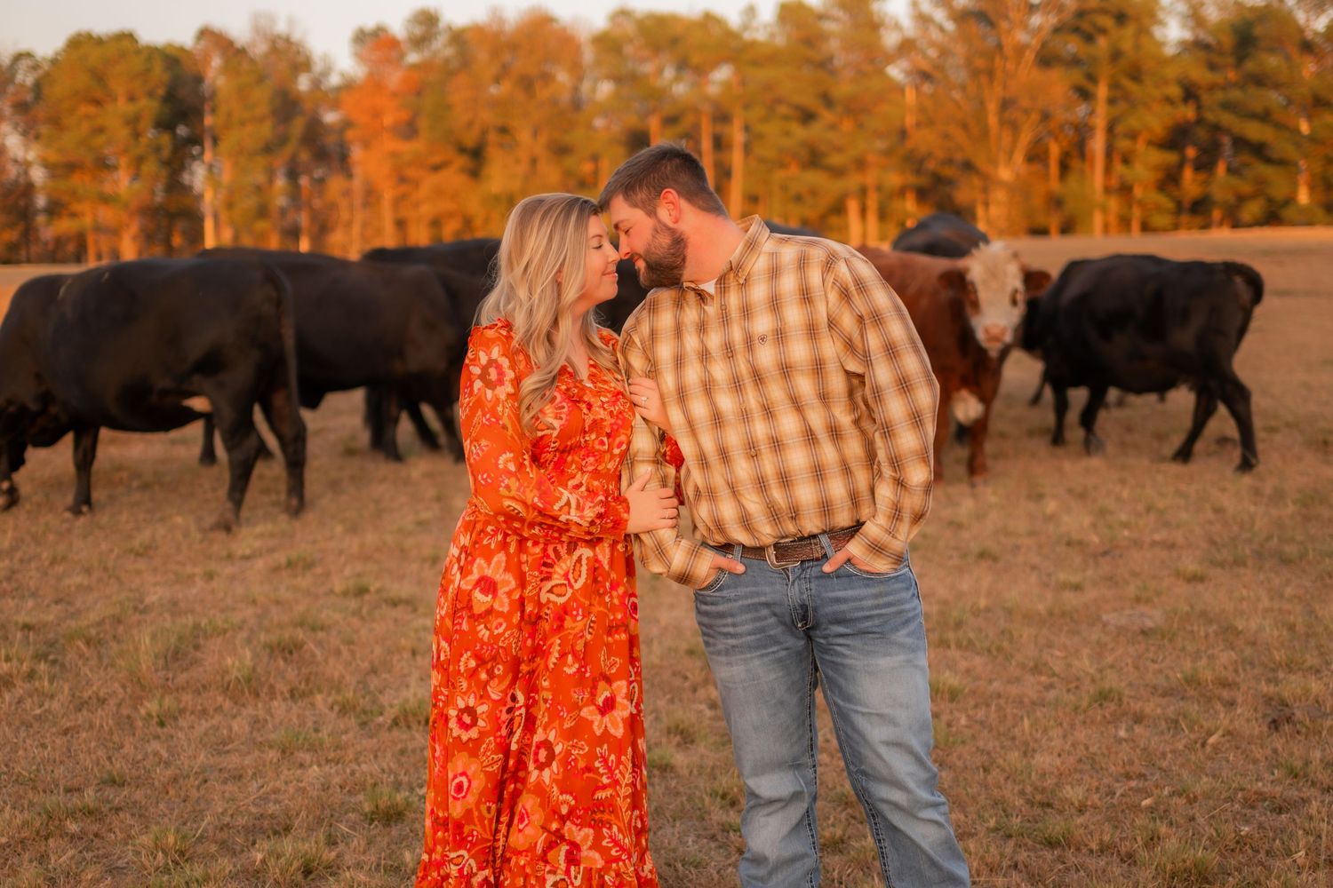 Couple holds hands tenderly in a golden sunset field with black cattle grazing in the background.