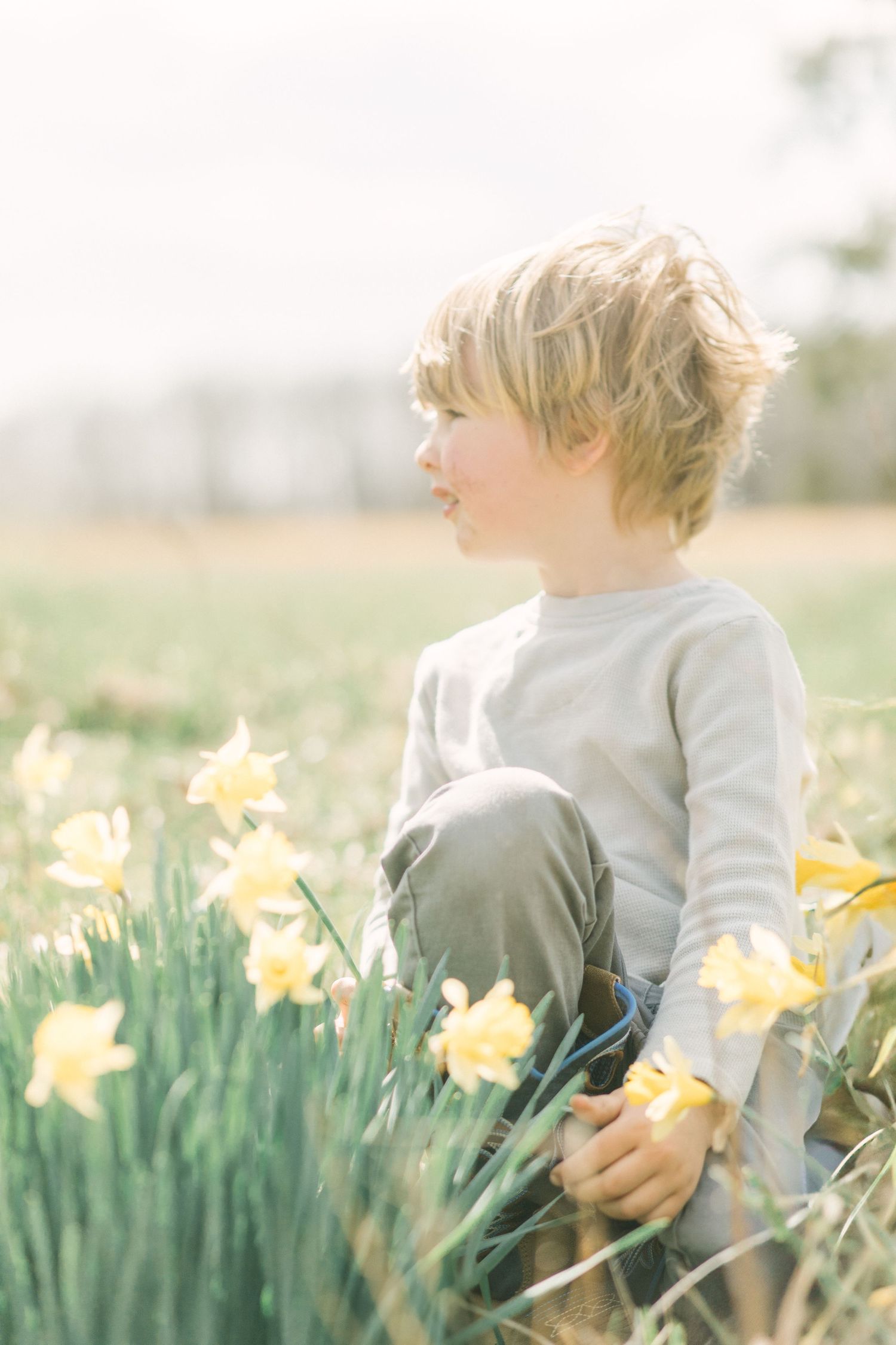 A young child sits among blooming yellow daffodils in a spring meadow wearing a light gray sweater in Springfield, Missouri.