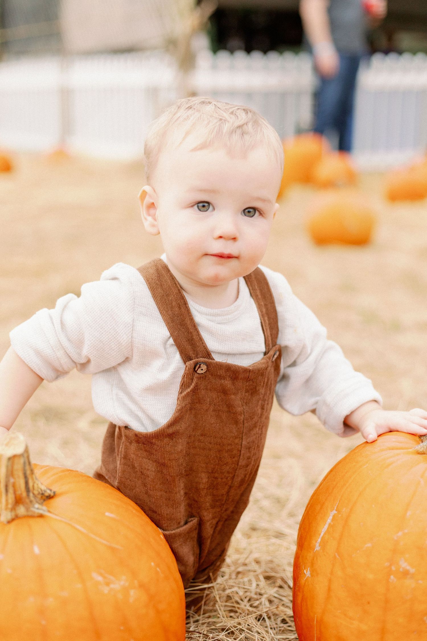 Small boy in brown corduroy overalls explores a Springfield, MO pumpkin patch with large orange pumpkins on hay covered ground.
