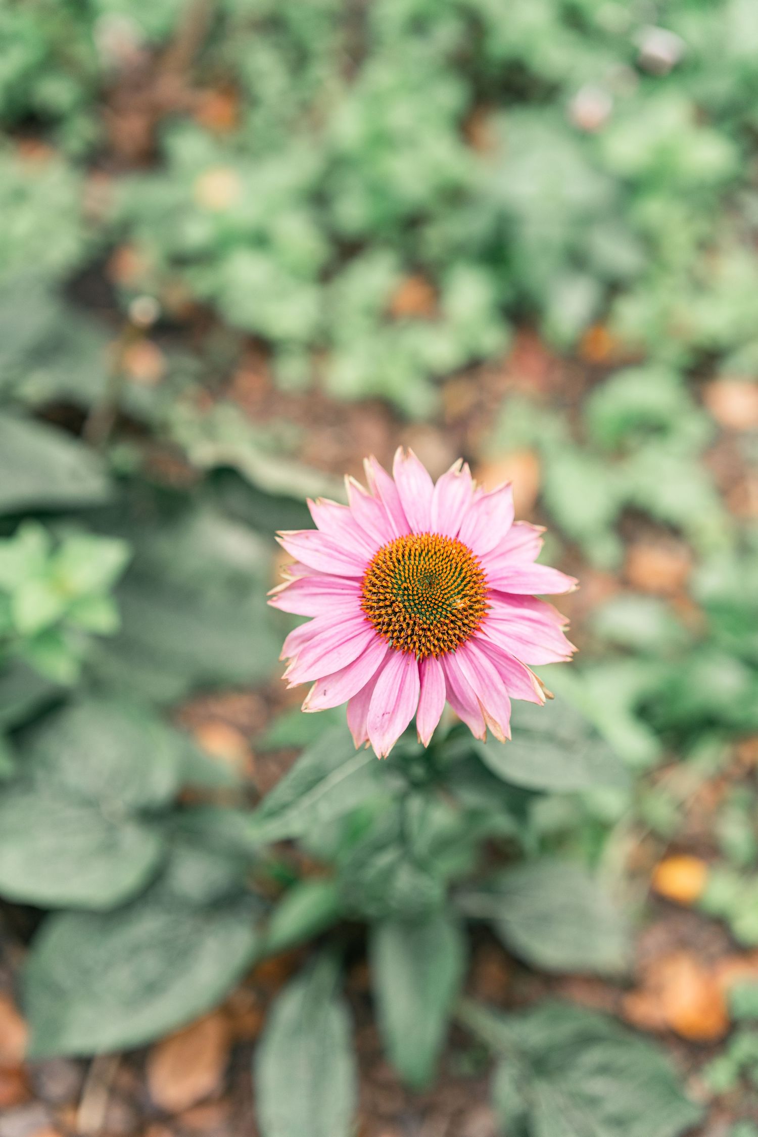 Pink coneflower in full bloom with soft bokeh garden background.