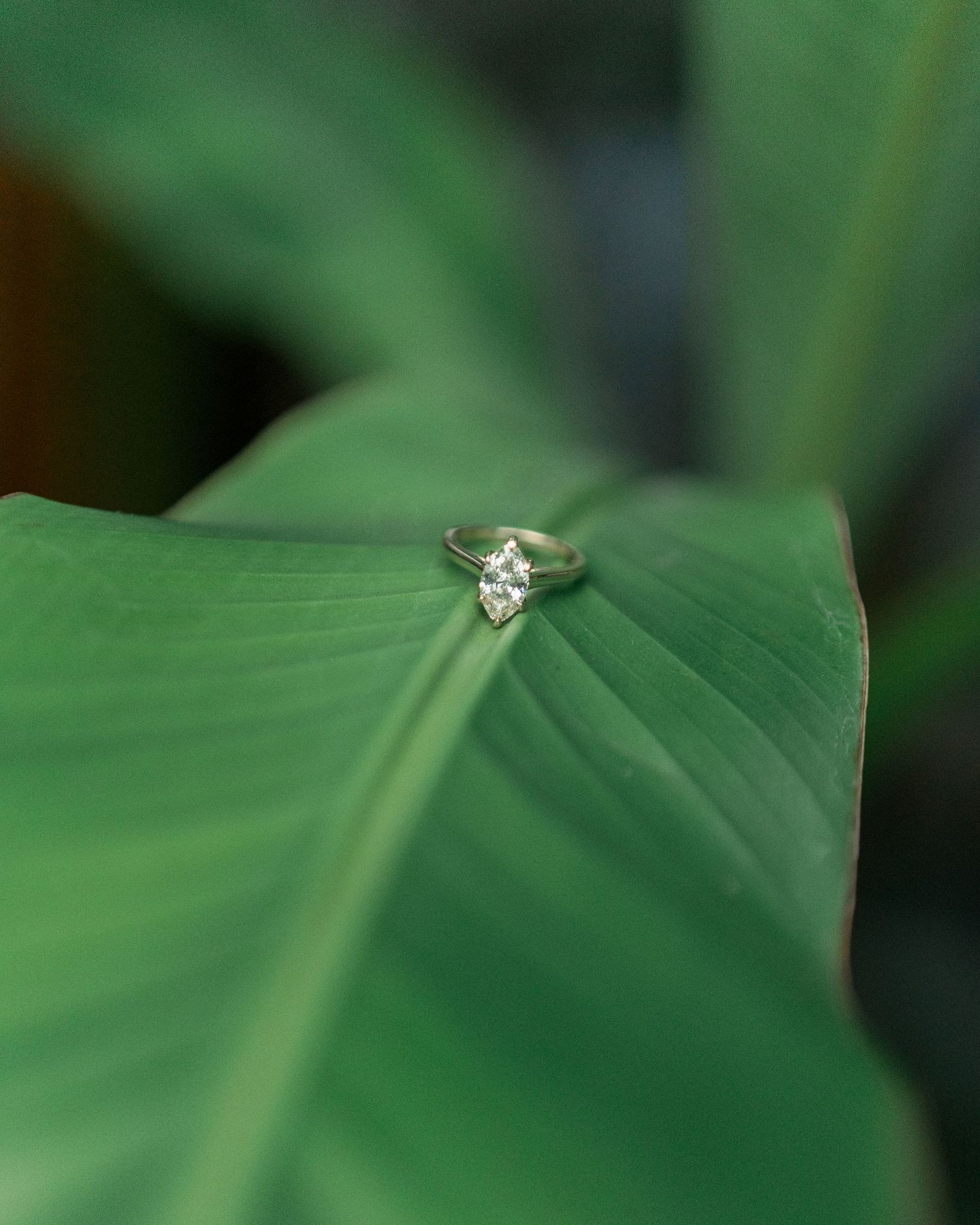 Diamond engagement ring resting on a large green leaf with shallow depth of field.
