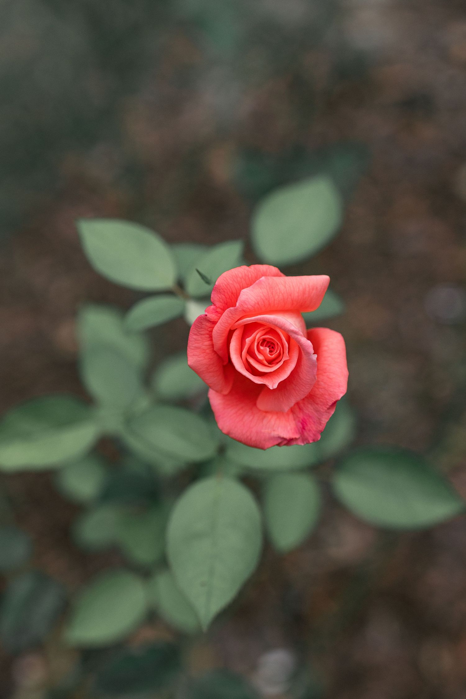Close-up of a single coral rose bloom with green leaves against blurred background.