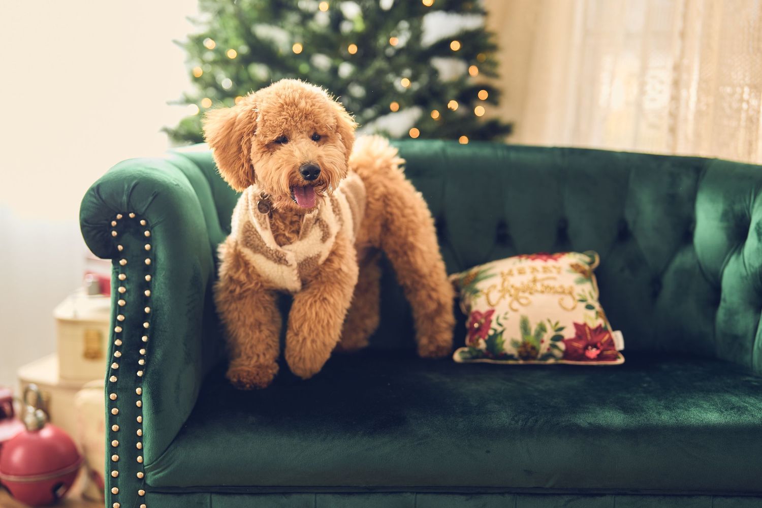 Fluffy goldendoodle puppy sits on emerald green velvet couch with Christmas tree in background.