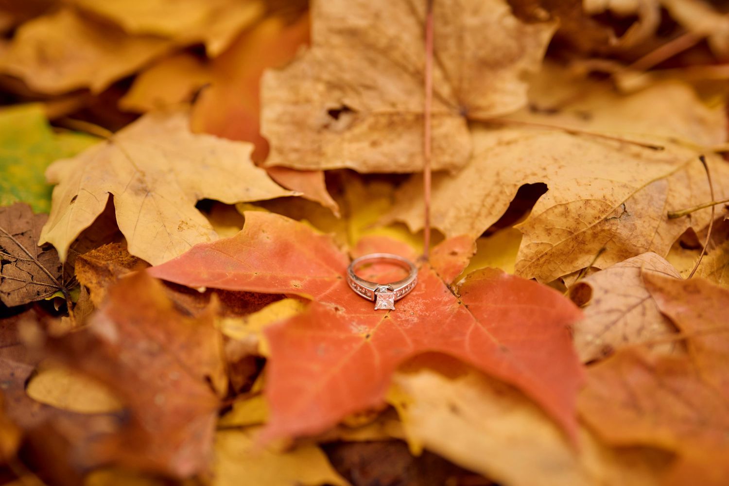 Diamond engagement ring nestled among colorful autumn maple leaves on forest ground.