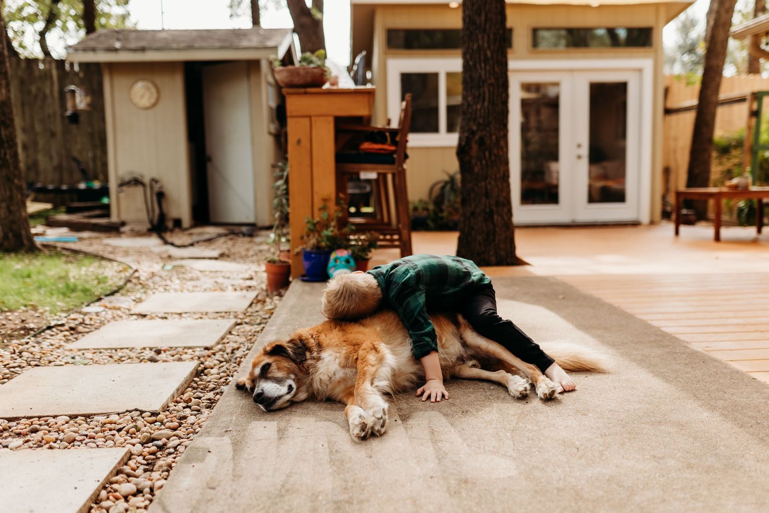 A child hugs a large dog on a backyard patio near a small shed and modern home.