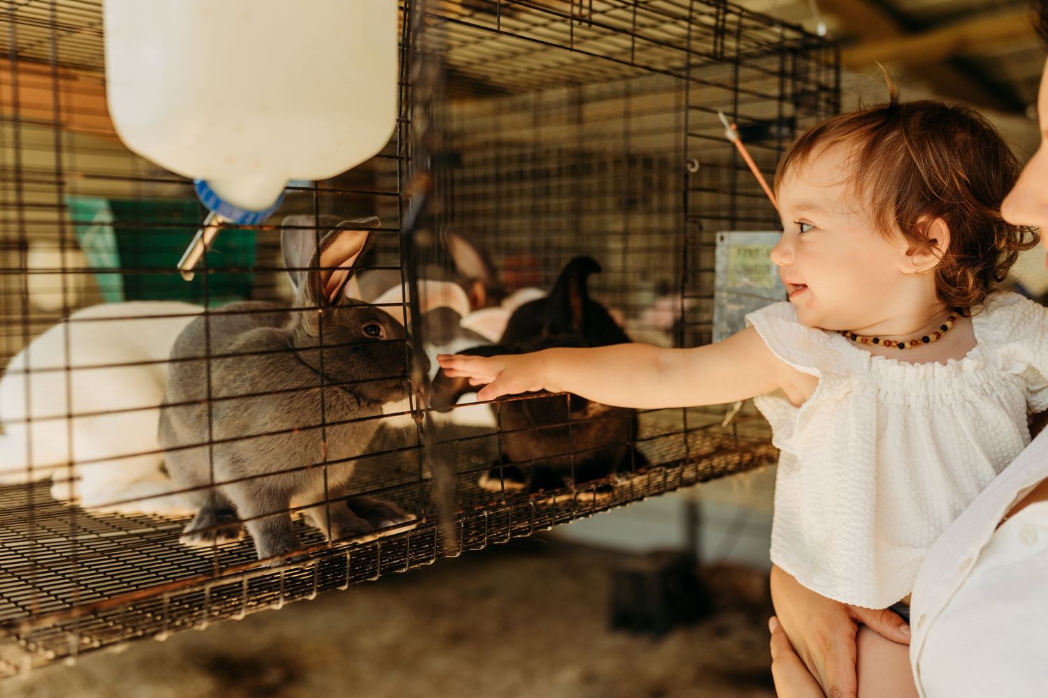 A smiling baby in a white dress reaches toward a rabbit in a wire cage in a warm barn setting.