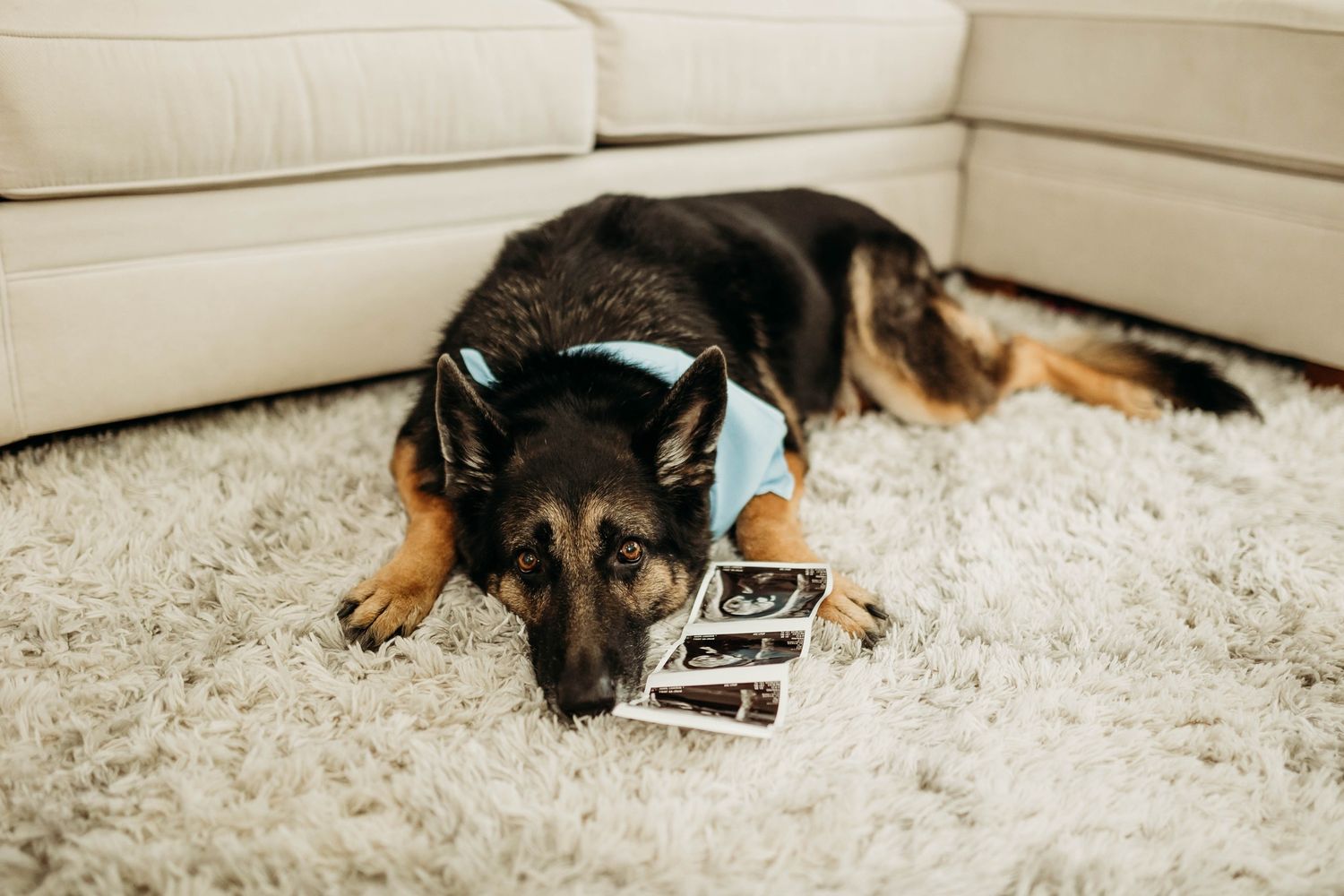 German Shepherd dog lying on carpet holding ultrasound photos with blue ribbon.