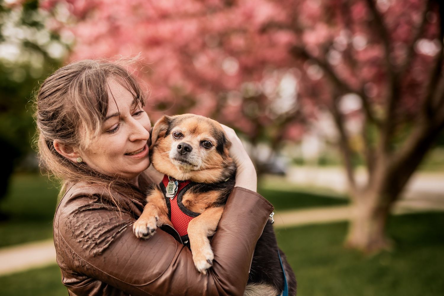 Person holding small brown and white dog under pink cherry blossom tree.