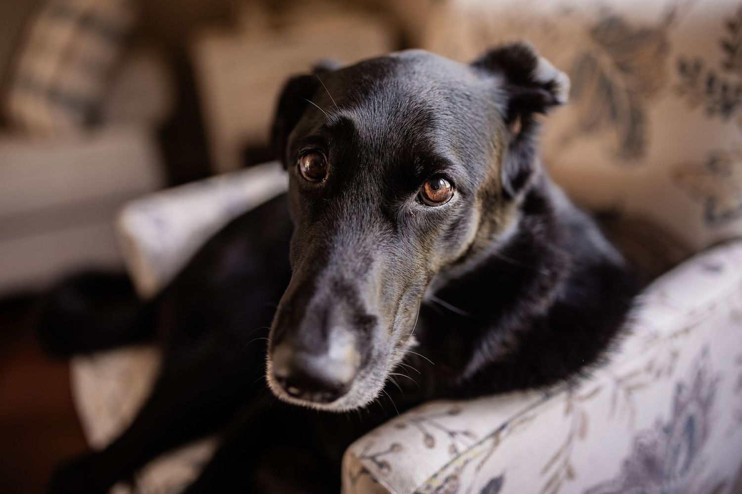 Close up portrait of a black dog with soulful eyes resting on floral patterned furniture.