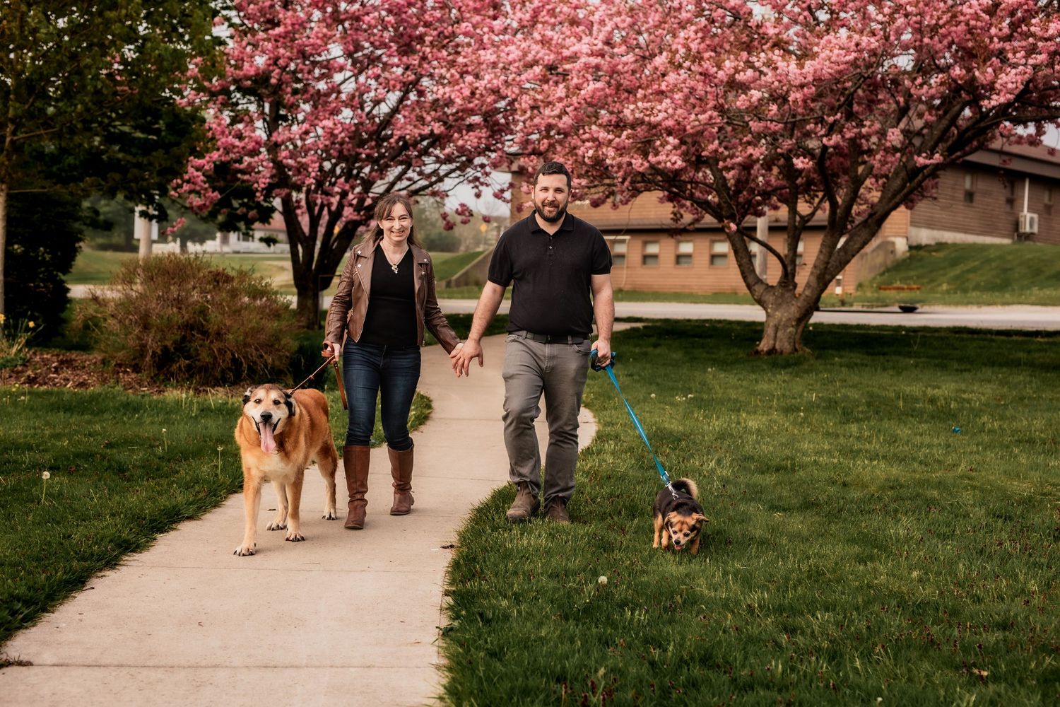 A couple walks their dogs along a path under blooming pink cherry blossom trees on a spring day.