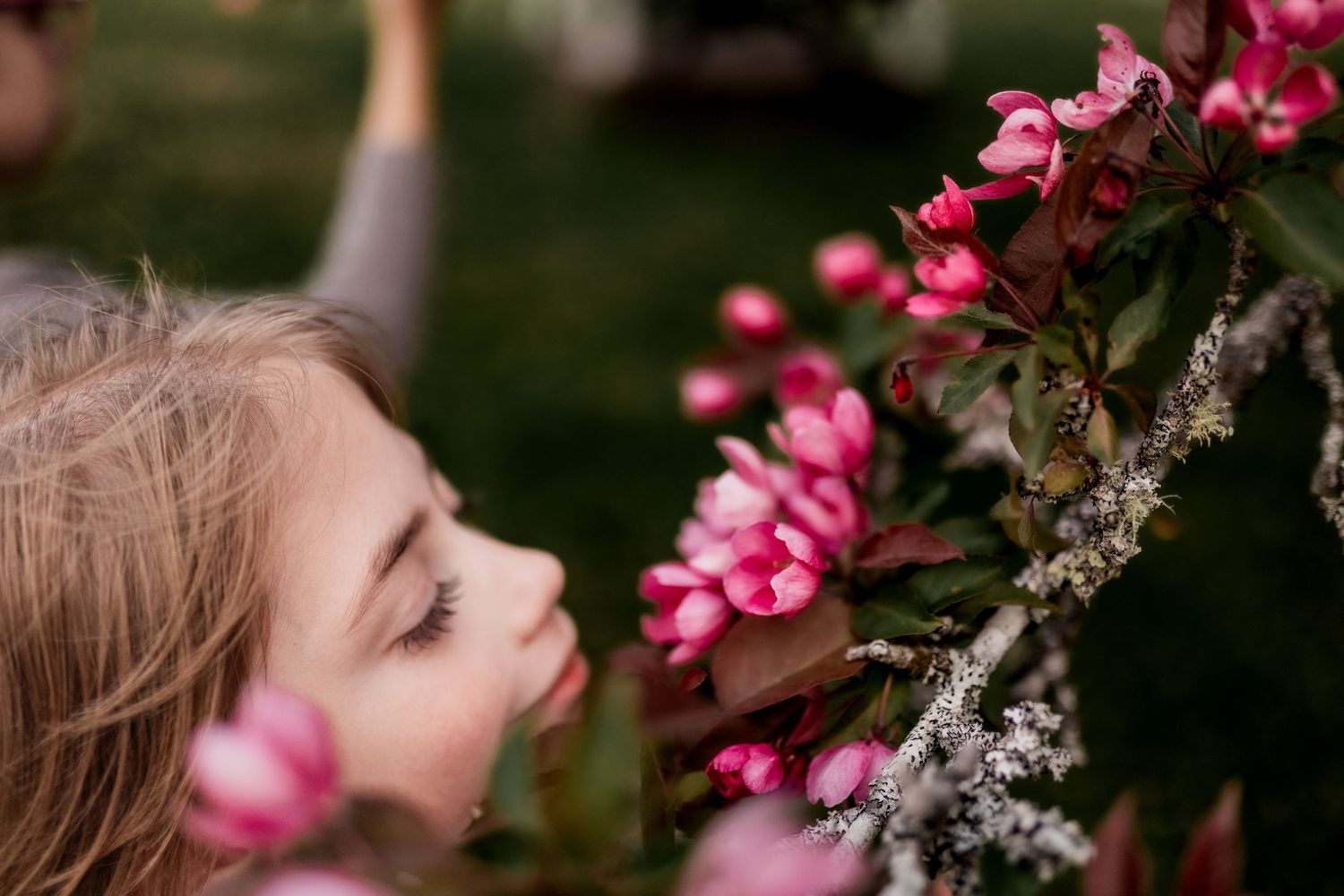 Close-up view of someone smelling vibrant pink flowers on a flowering tree branch.