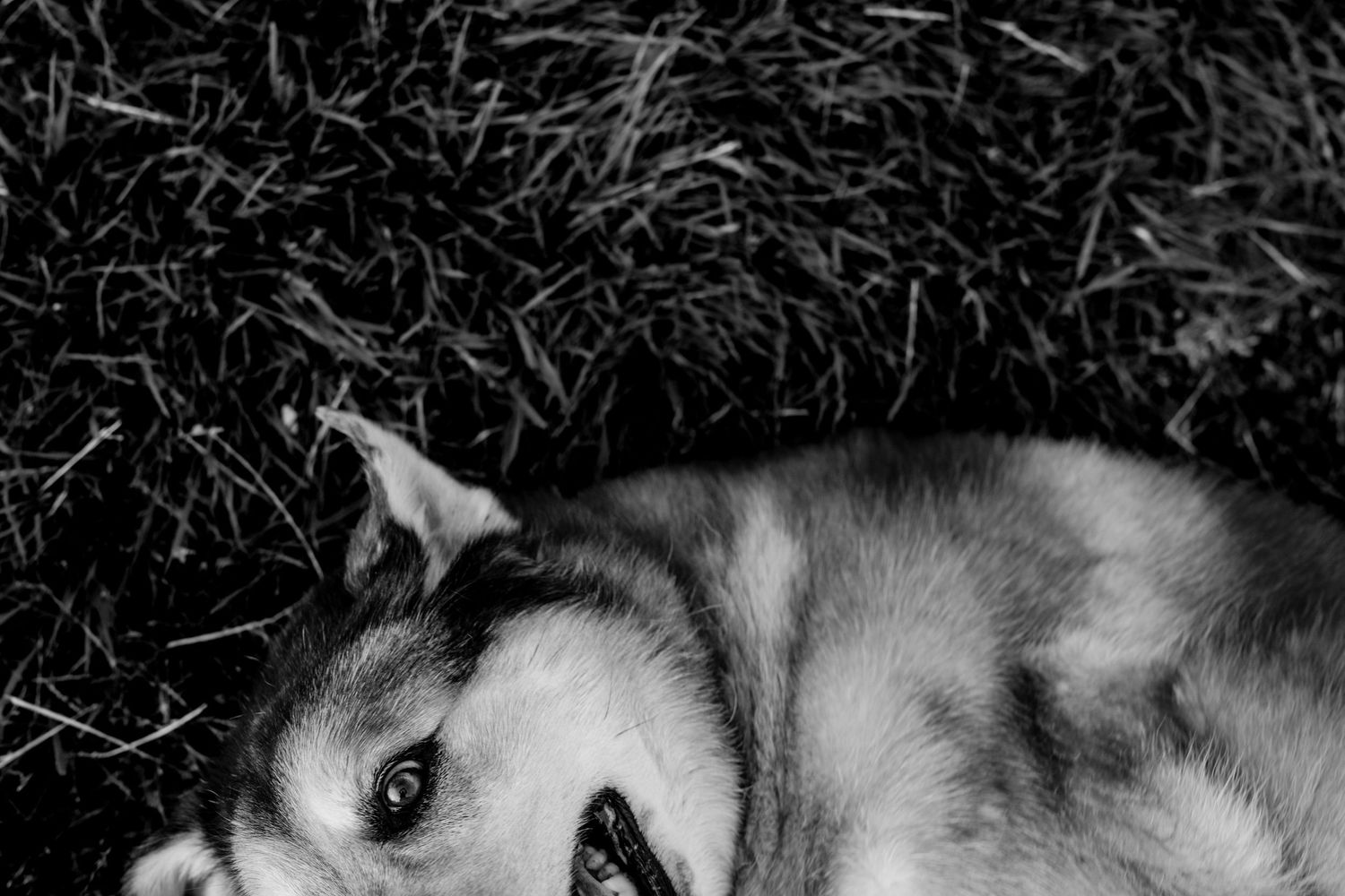 Close-up black and white portrait of a husky dog lying in grass with piercing eyes.
