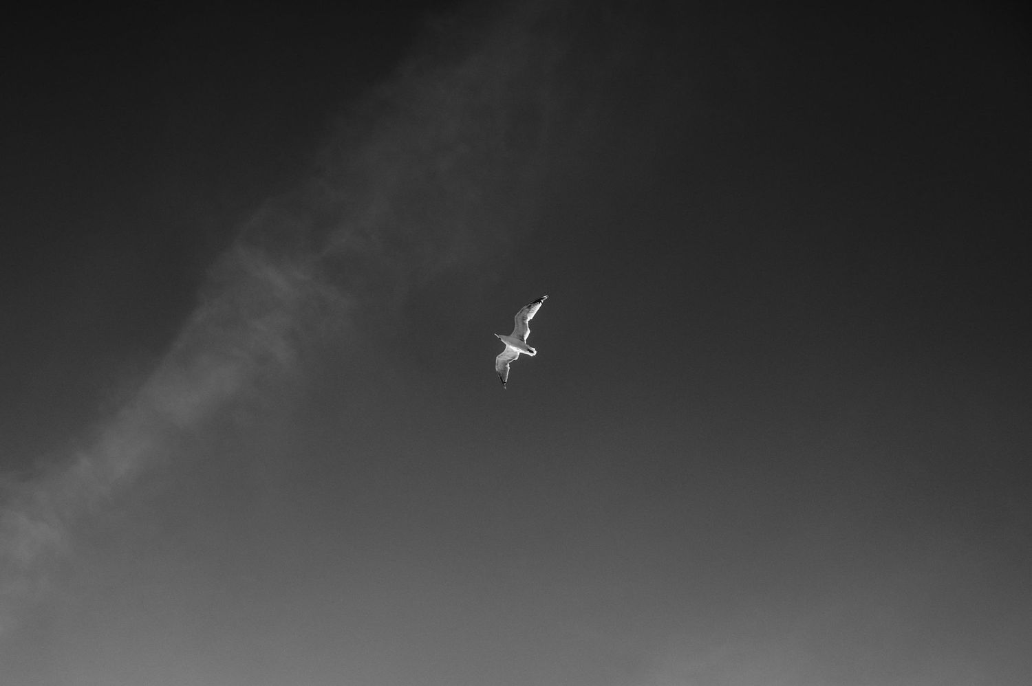 Mewa na tle nieba na czarno-białej fotografii.