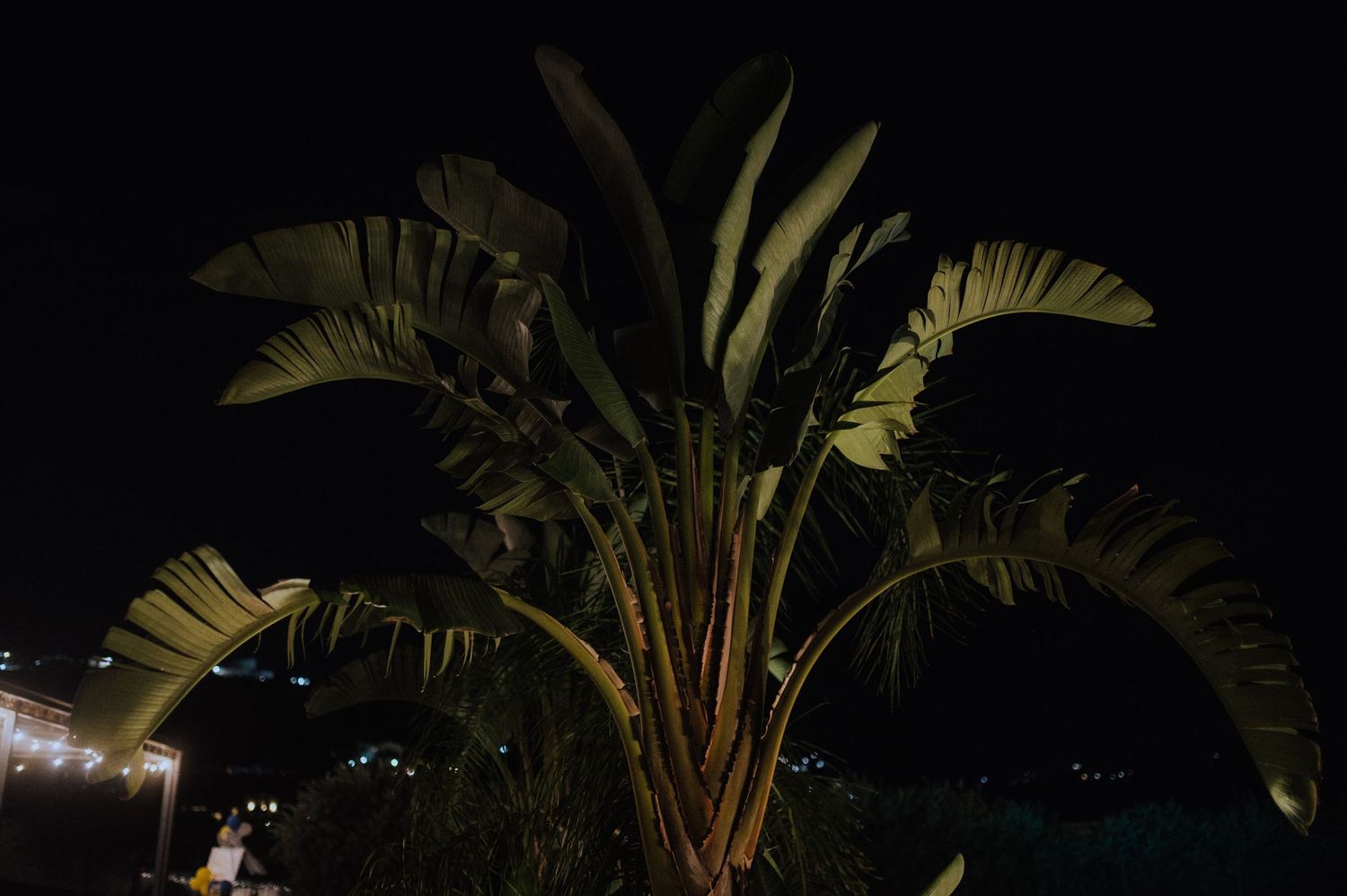 Palma na tle nocnego nieba w White Villa, Alcamo, Sycylia.
