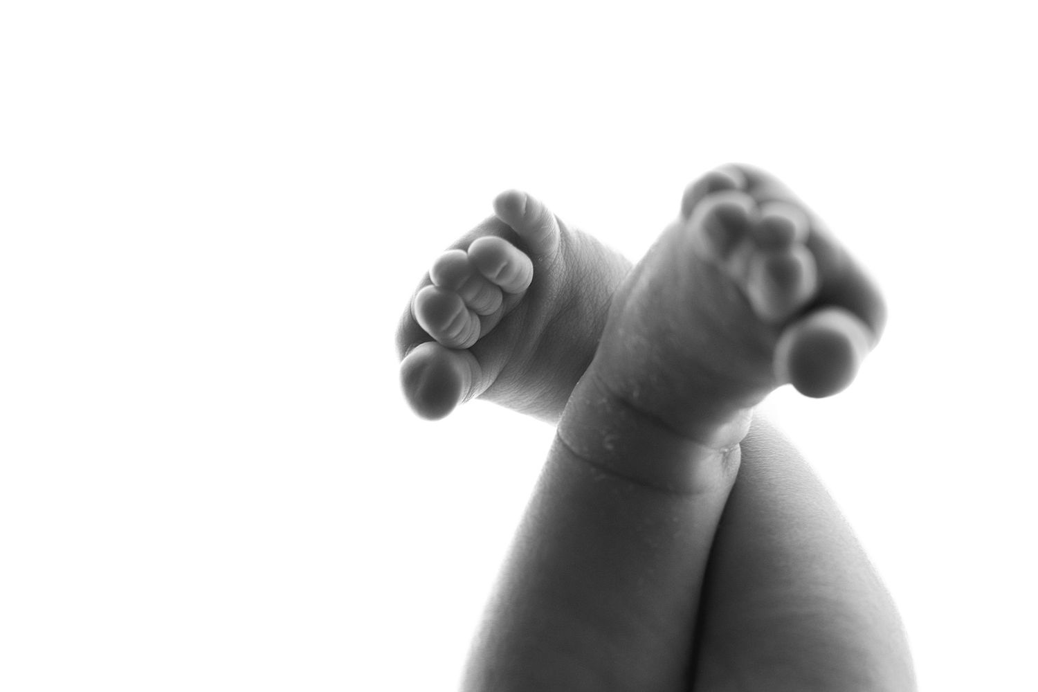newborn Tortosa