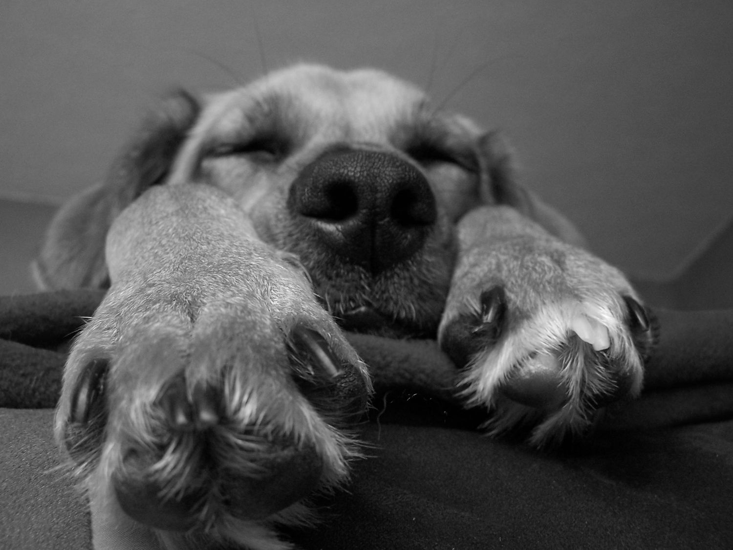 black and white phot of sleeping dog