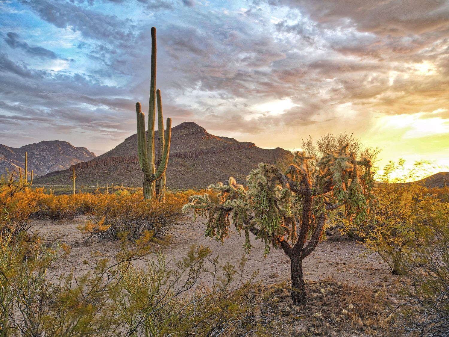 desert scene with mountain, and cactuses