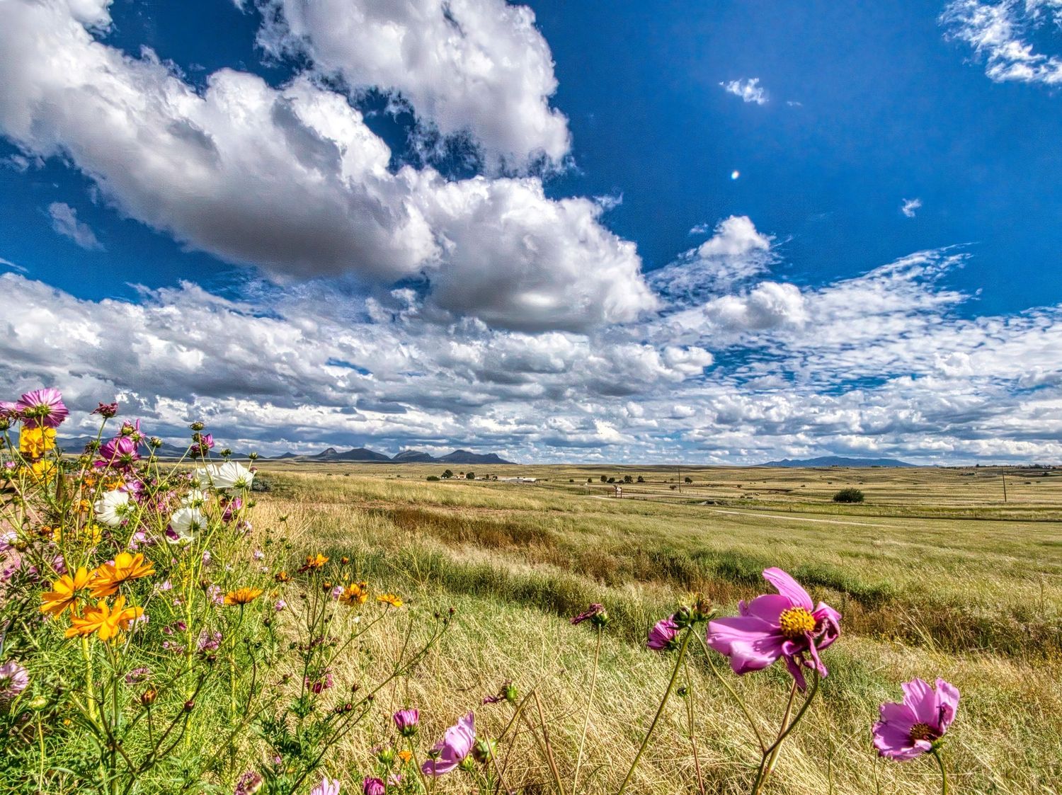 wildflowers and big fluffy clouds against a deep blue sky