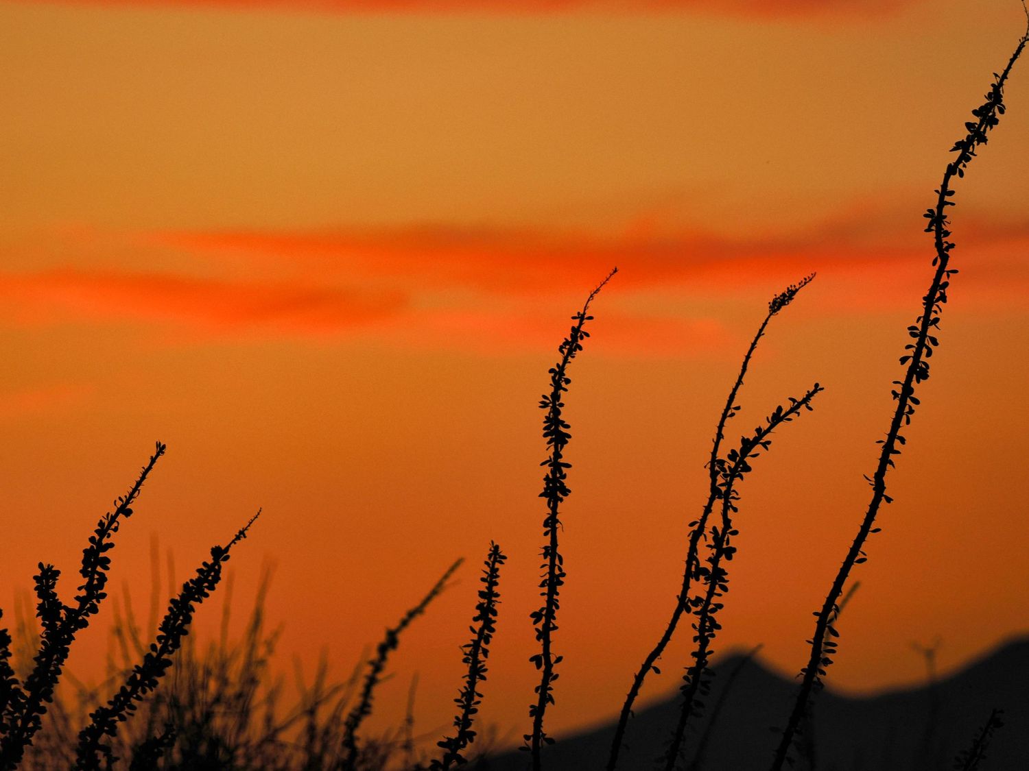 Ocotillas at sunset in Arizona near Tucson