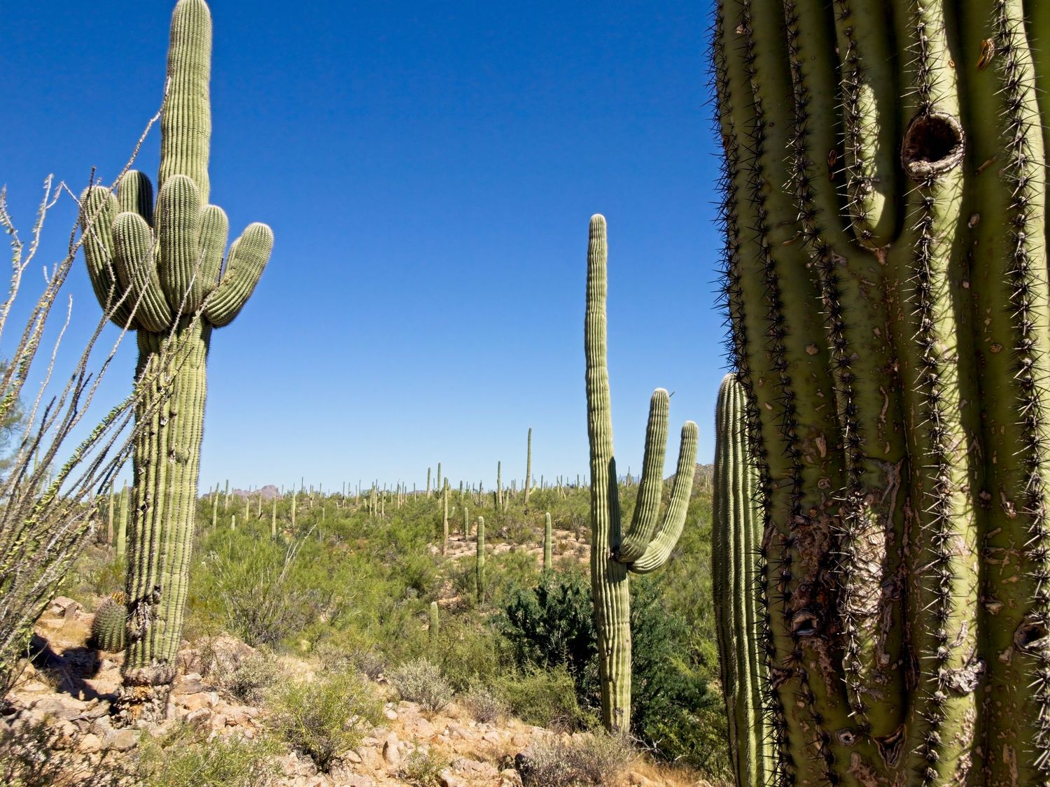 saguaro cactus