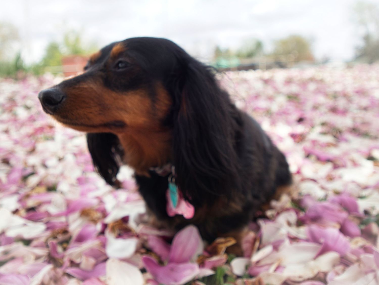 The cutest, smartest dachsund ever on a bed of flowers