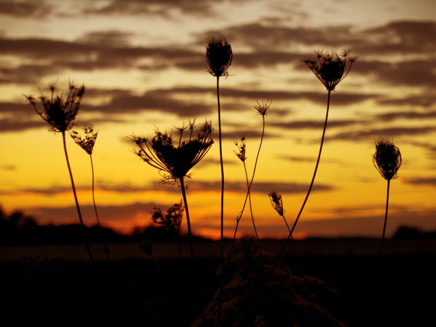 backlit flowers at sunset