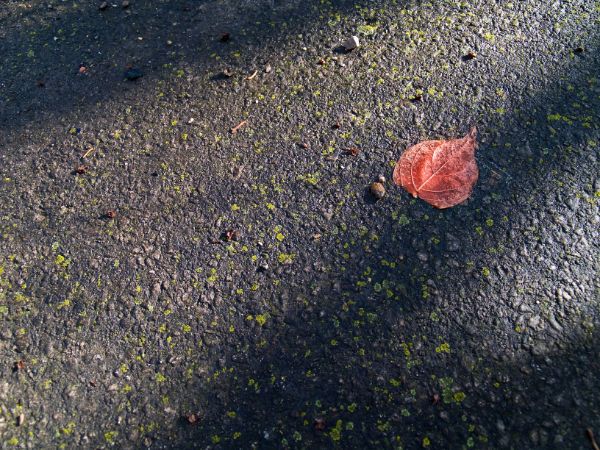 Red autumn leaf against black asphalt
