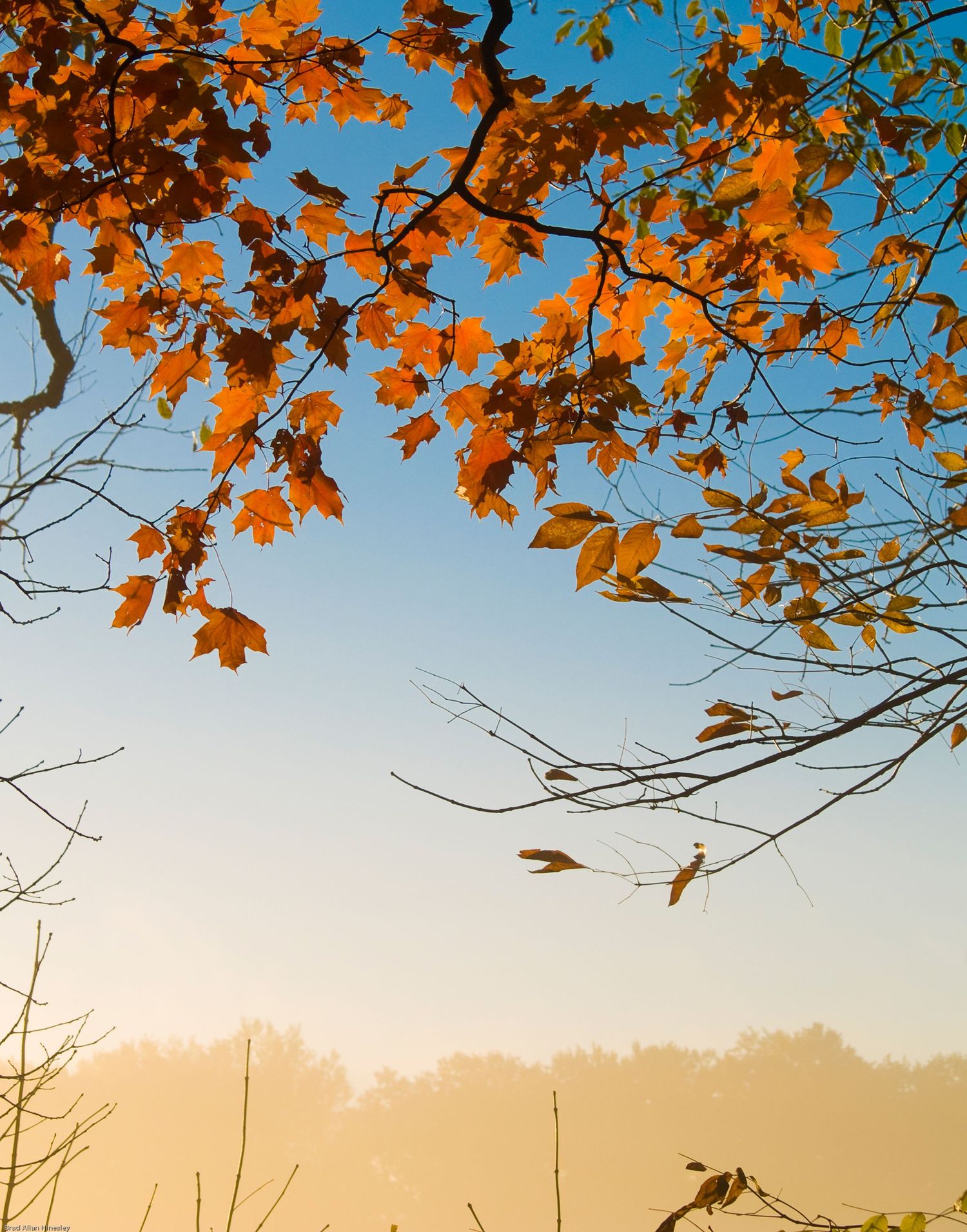 red autumn leaves on a tree