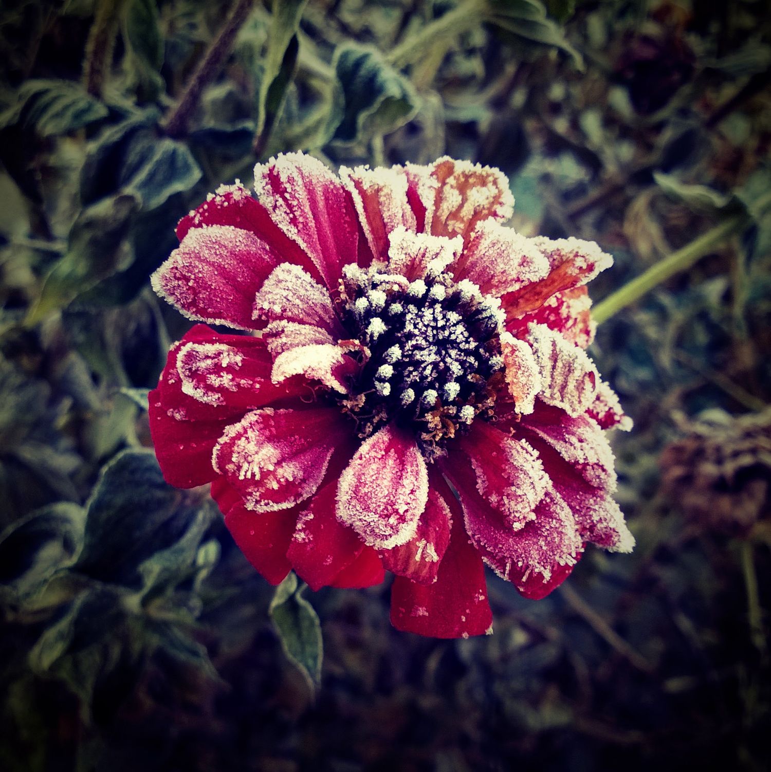Frosted red flower