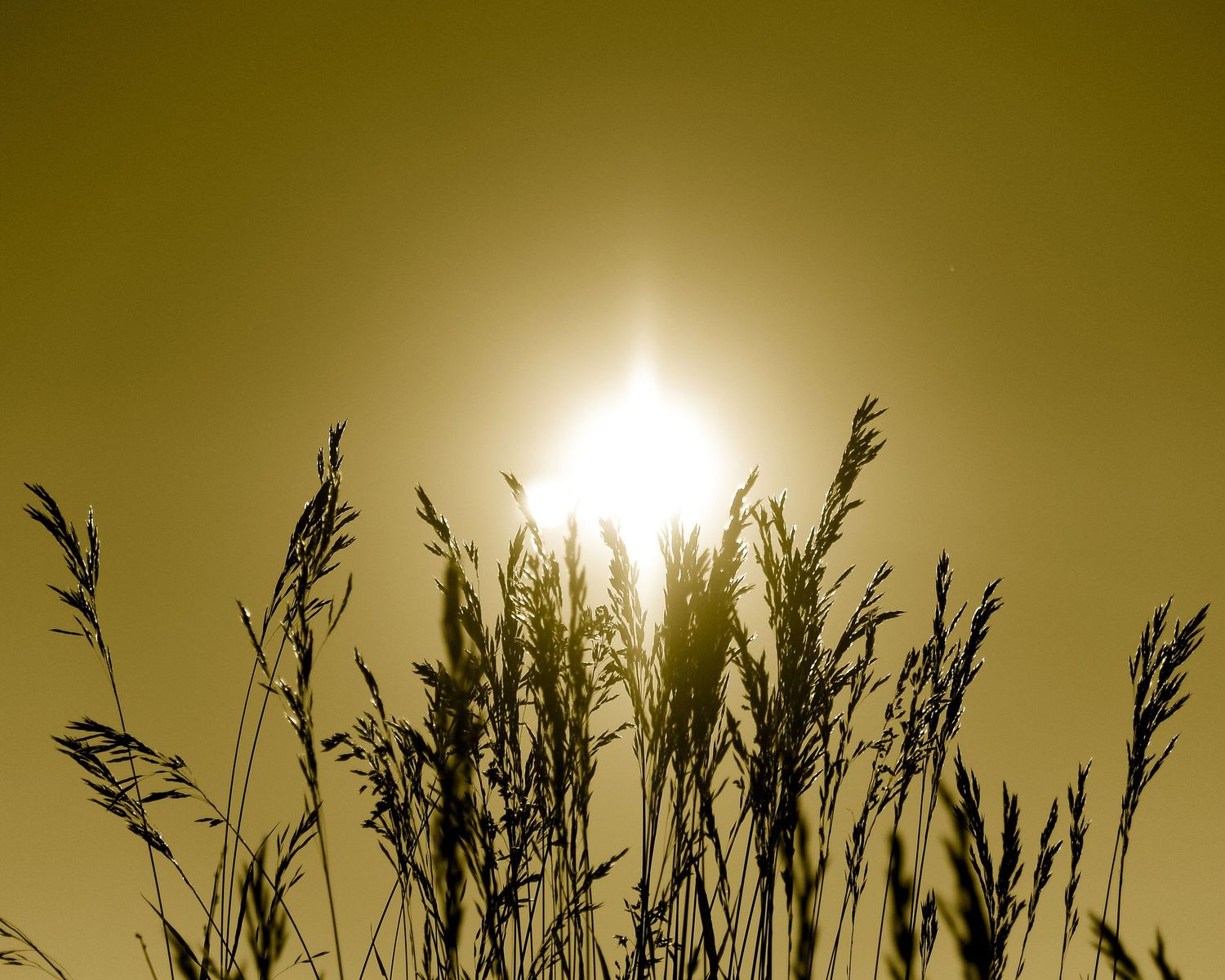 golden contre jour photo of grasses