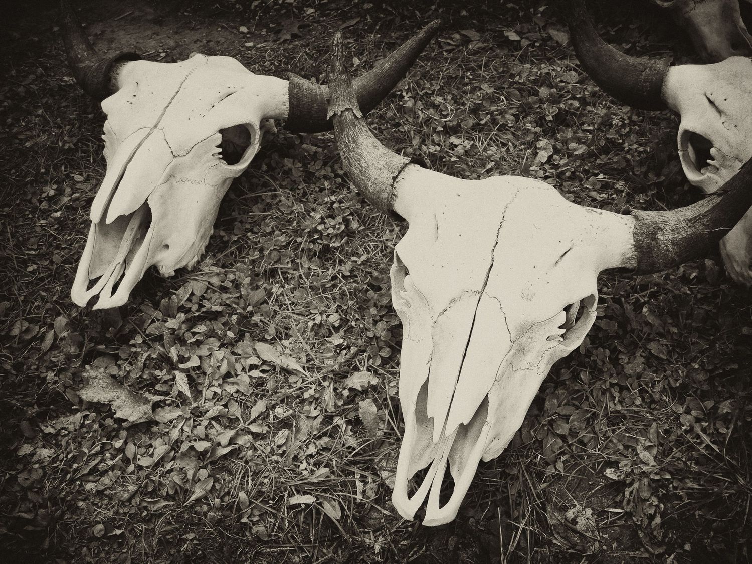 bull skulls