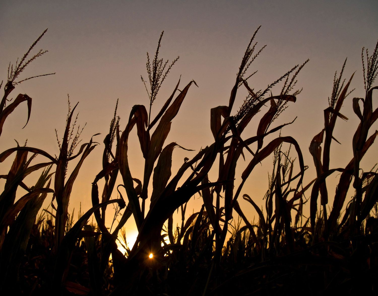 Indiana cornfield at sunset